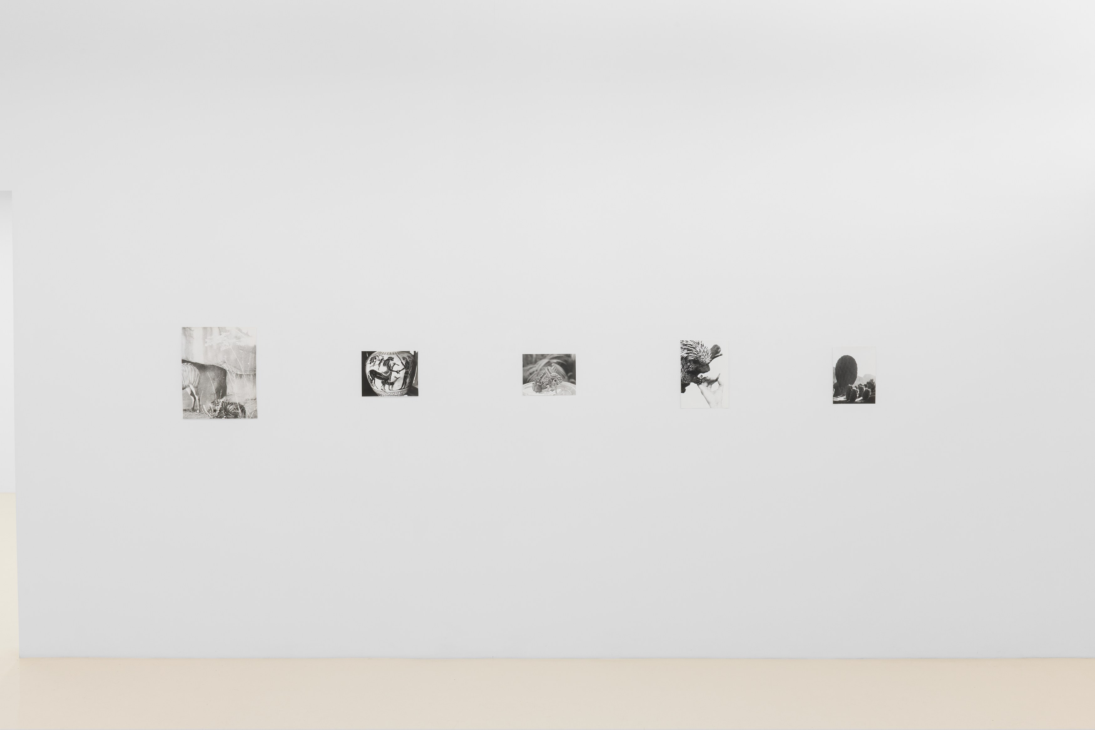 Jochen Lempert, Lin May Saeed, Untitled at Chris Sharp Gallery, photo 5