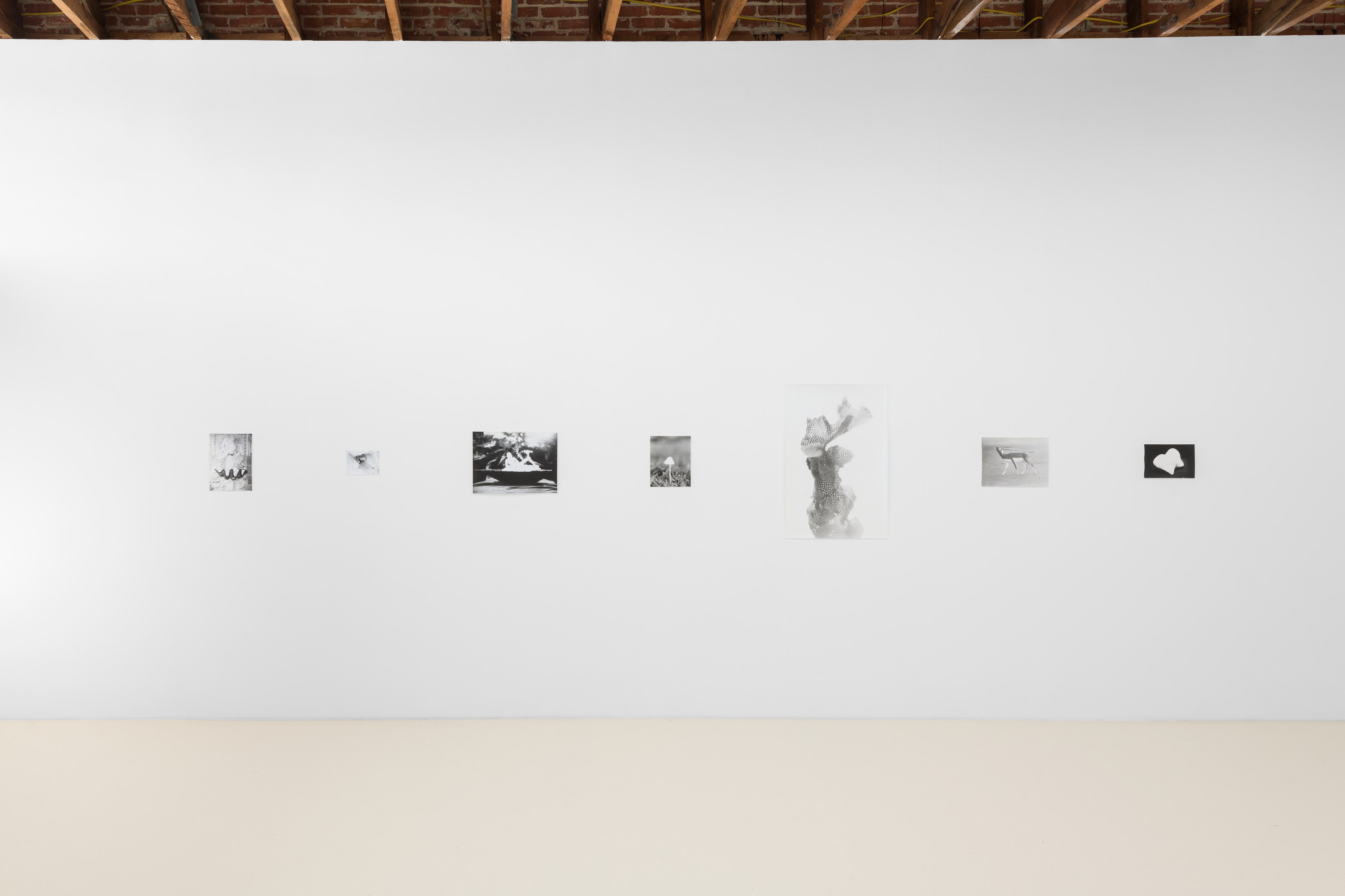 Jochen Lempert, Lin May Saeed, Untitled at Chris Sharp Gallery, photo 6