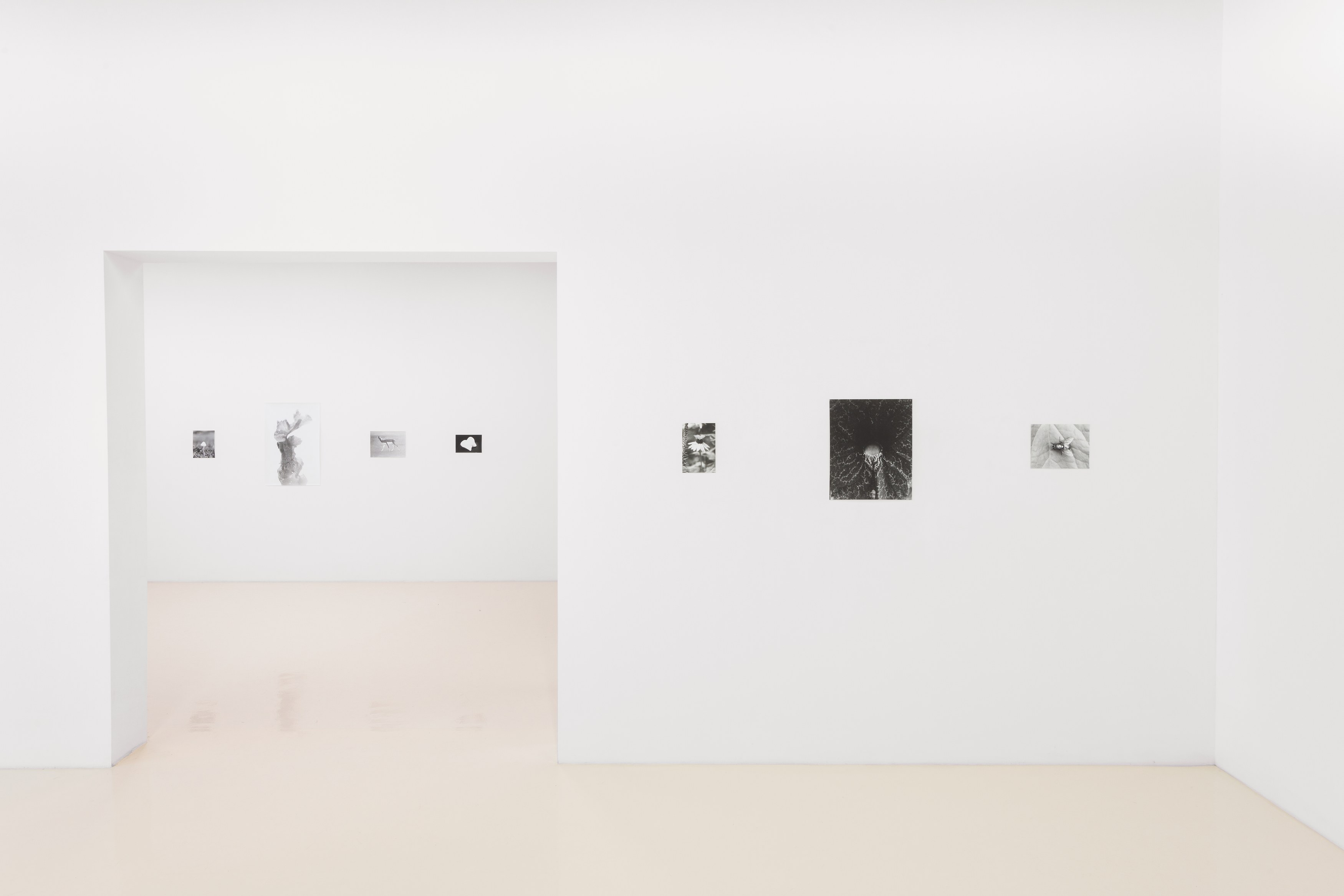 Jochen Lempert, Lin May Saeed, Untitled at Chris Sharp Gallery, photo 9
