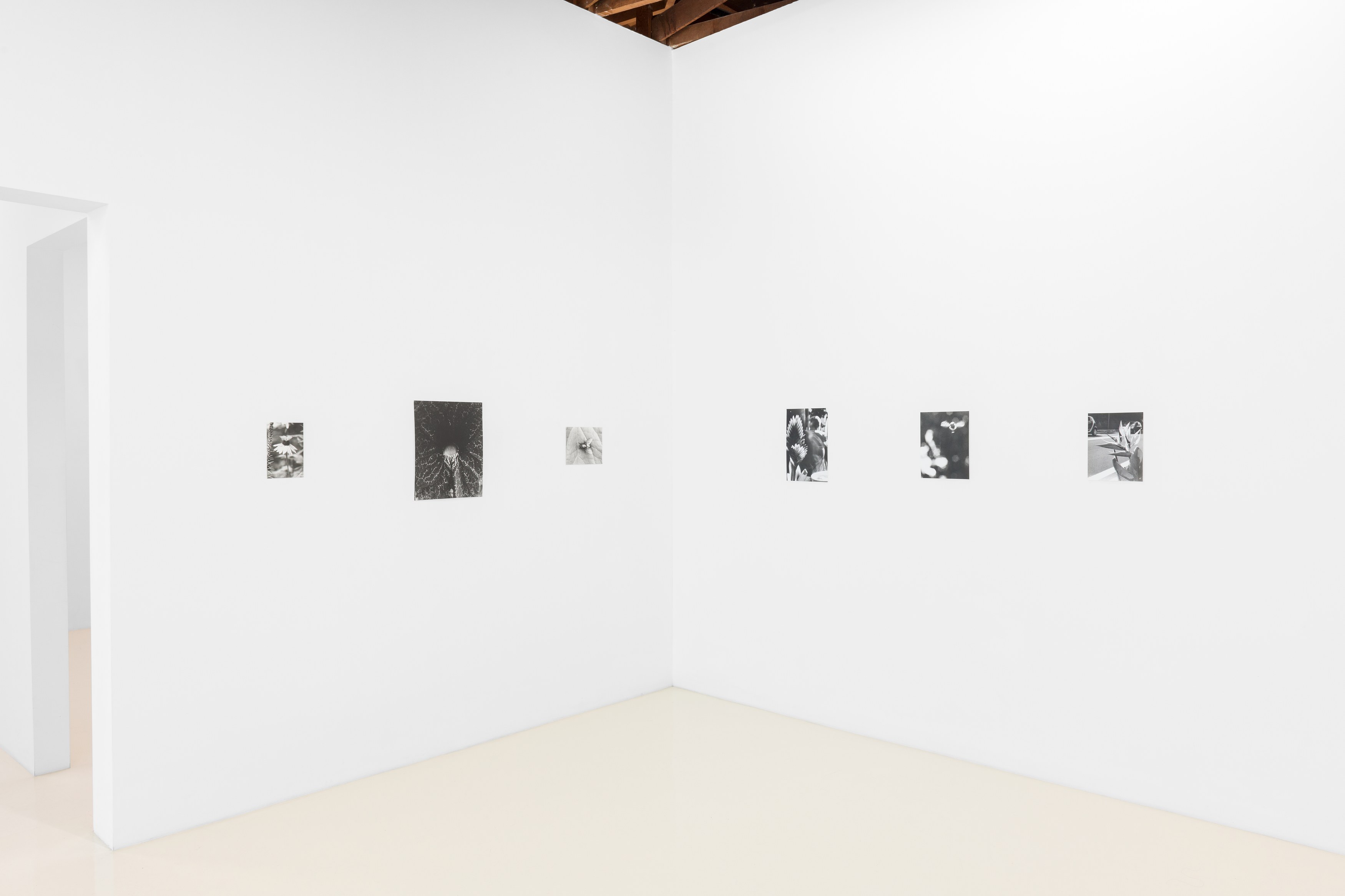 Jochen Lempert, Lin May Saeed, Untitled at Chris Sharp Gallery, photo 11