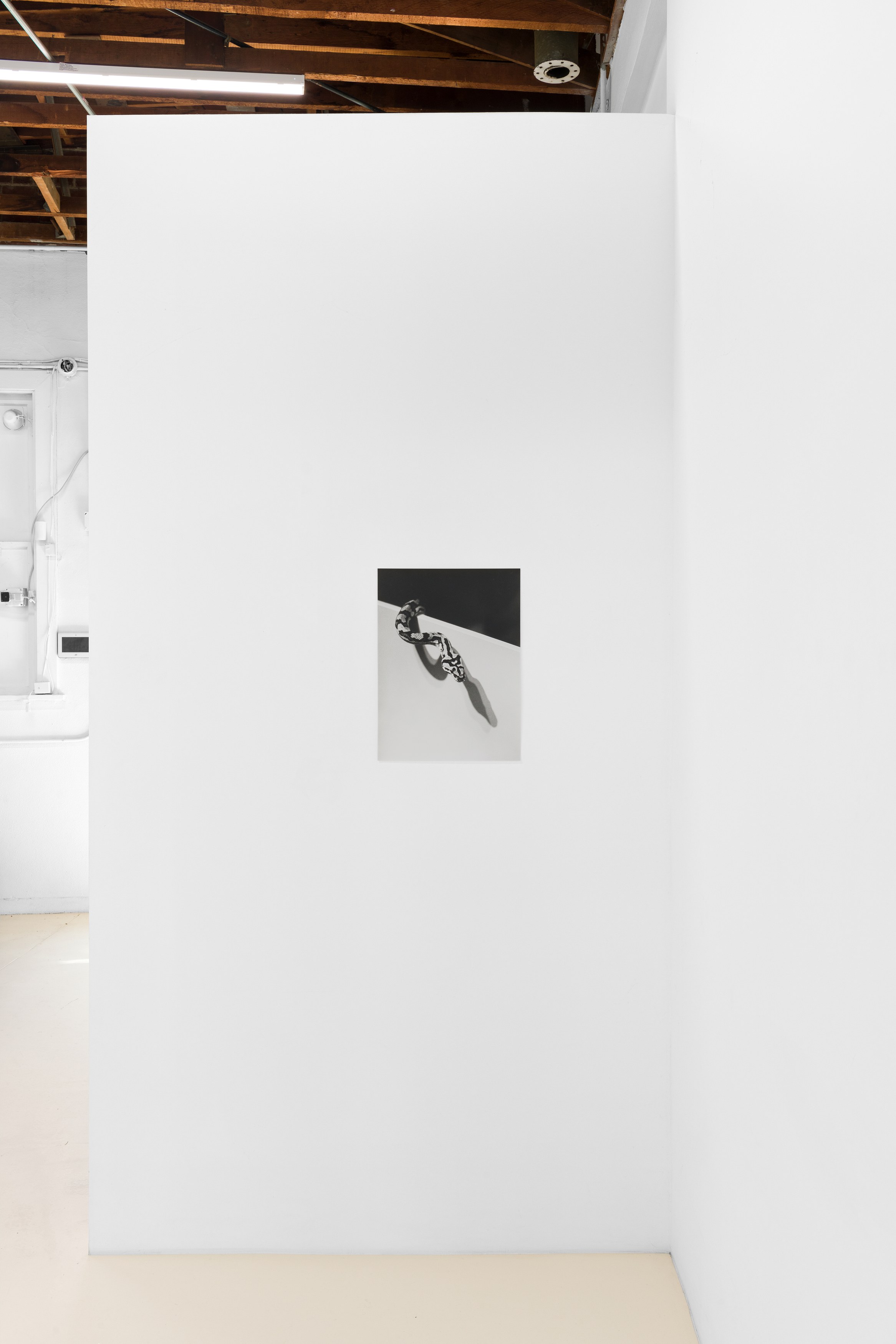 Jochen Lempert, Lin May Saeed, Untitled at Chris Sharp Gallery, photo 16