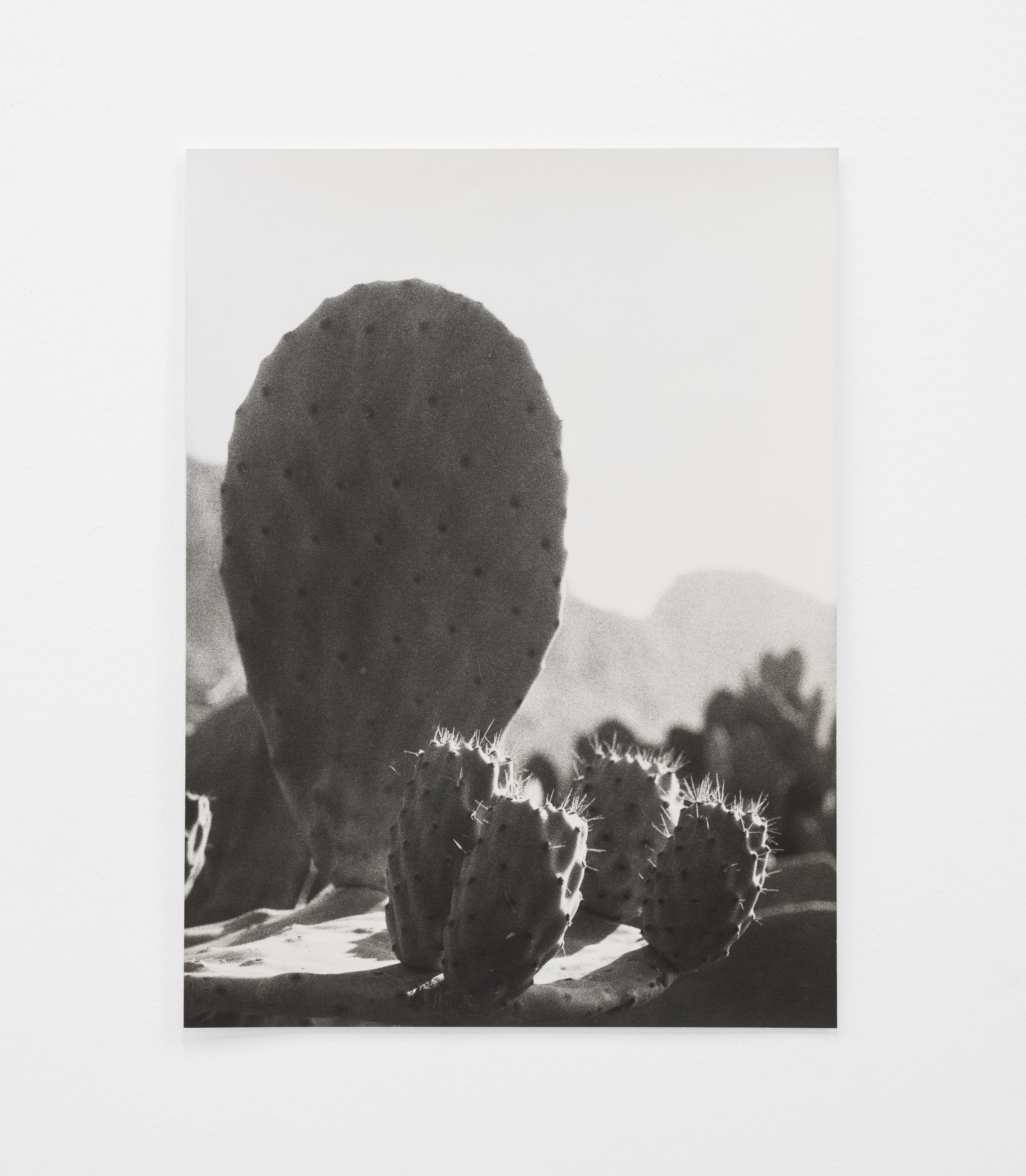 Jochen Lempert, Lin May Saeed, Untitled at Chris Sharp Gallery, photo 44