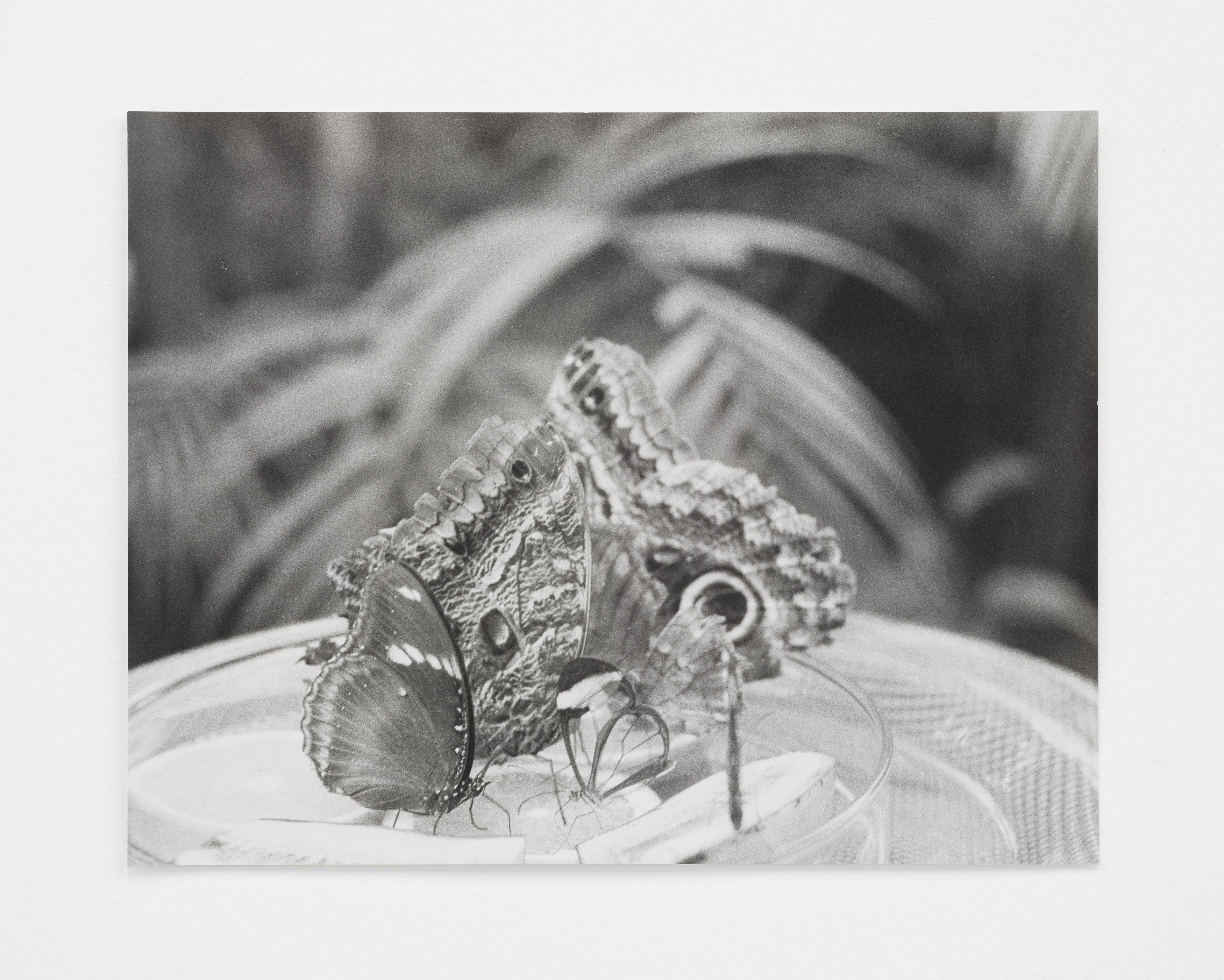 Jochen Lempert, Lin May Saeed, Untitled at Chris Sharp Gallery, photo 46