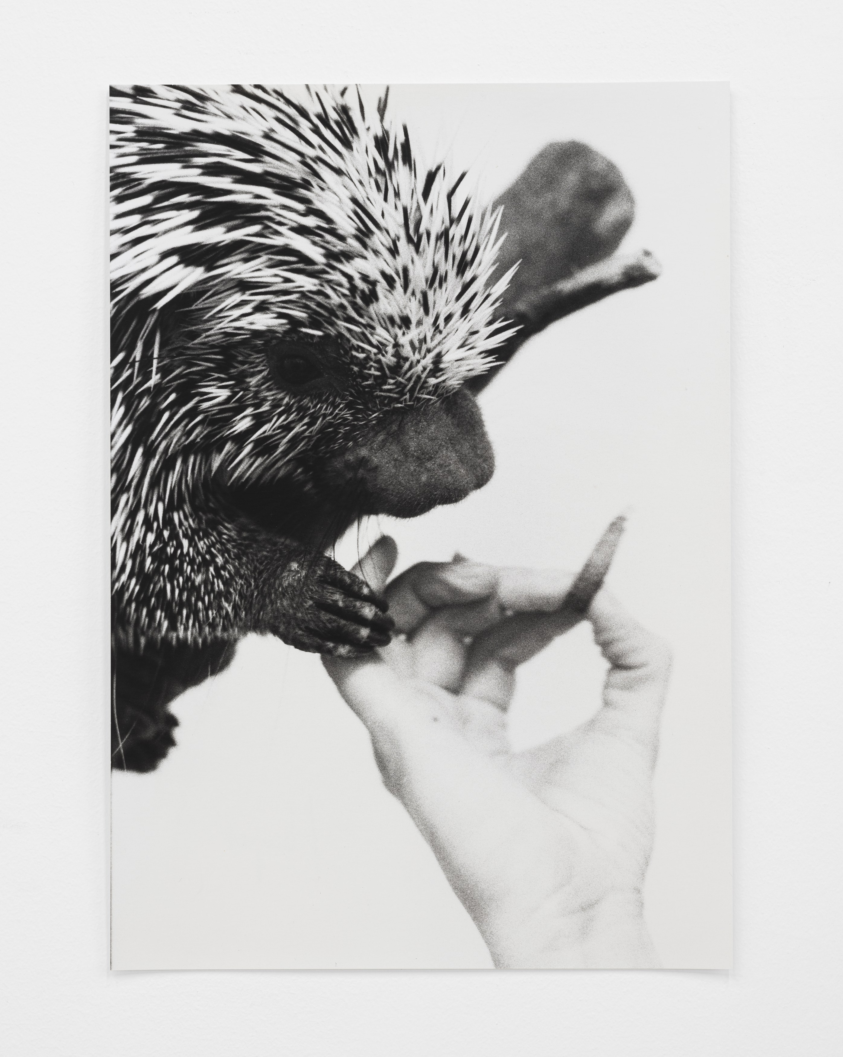 Jochen Lempert, Lin May Saeed, Untitled at Chris Sharp Gallery, photo 45