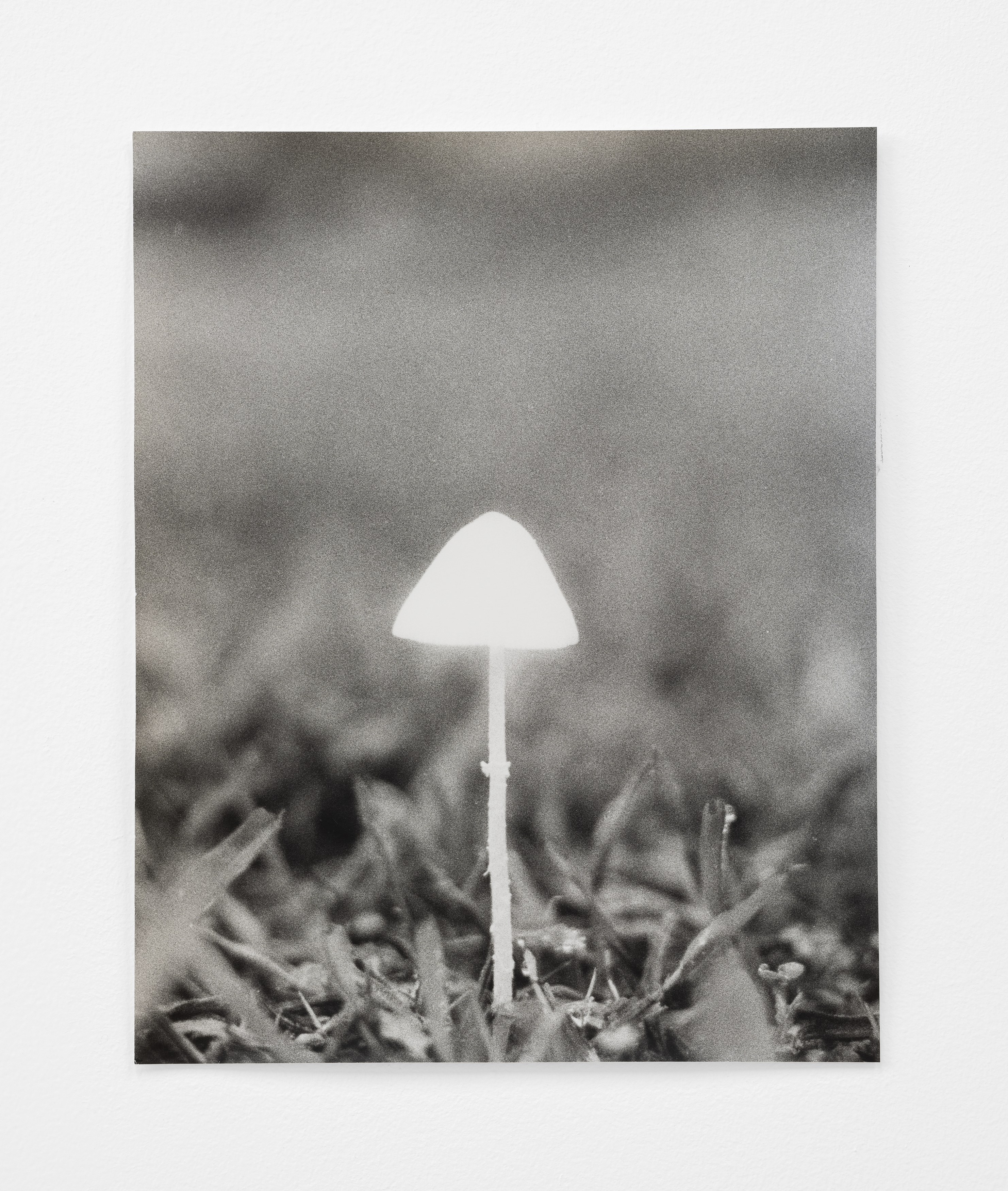 Jochen Lempert, Lin May Saeed, Untitled at Chris Sharp Gallery, photo 51