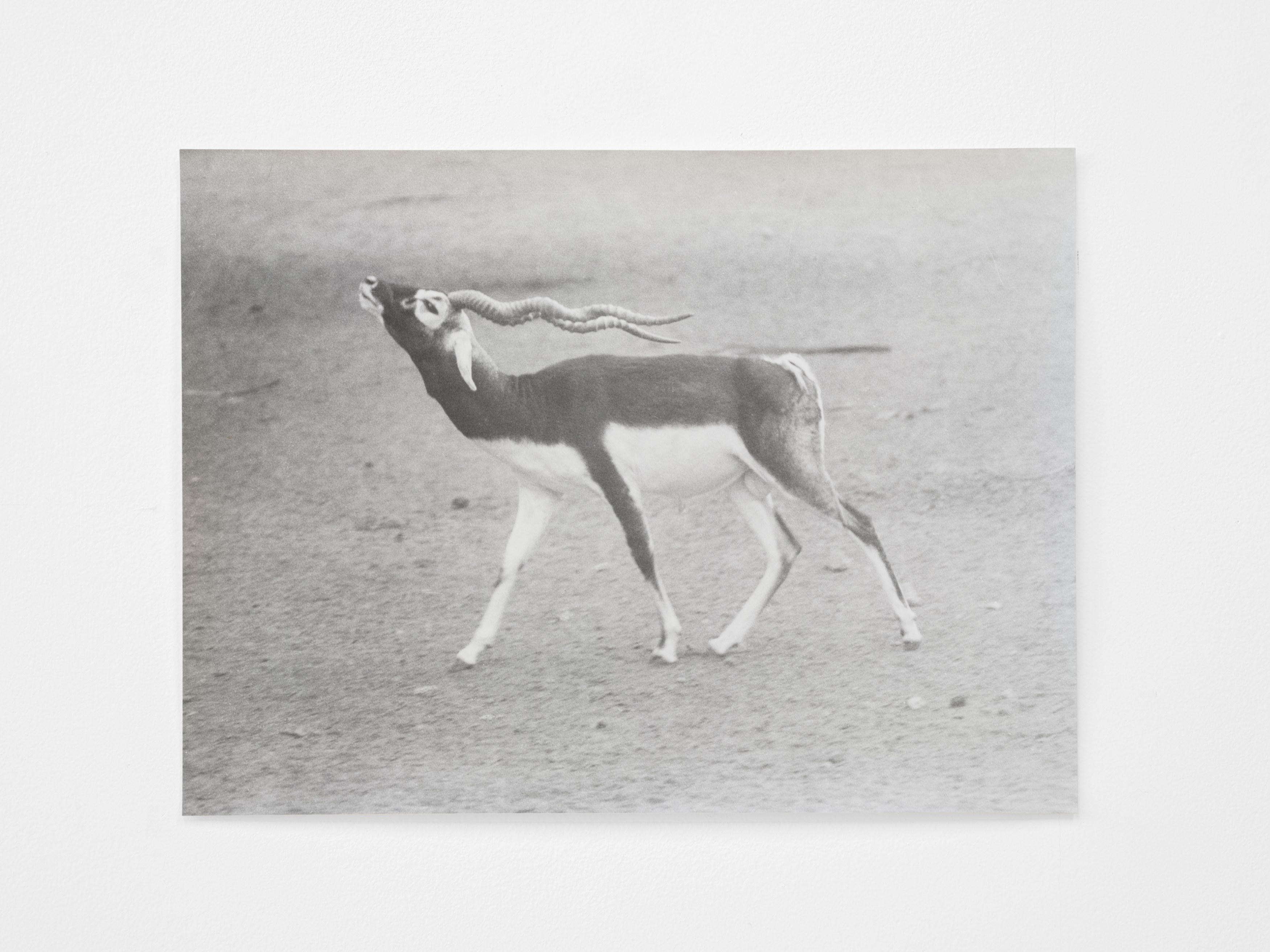 Jochen Lempert, Lin May Saeed, Untitled at Chris Sharp Gallery, photo 50
