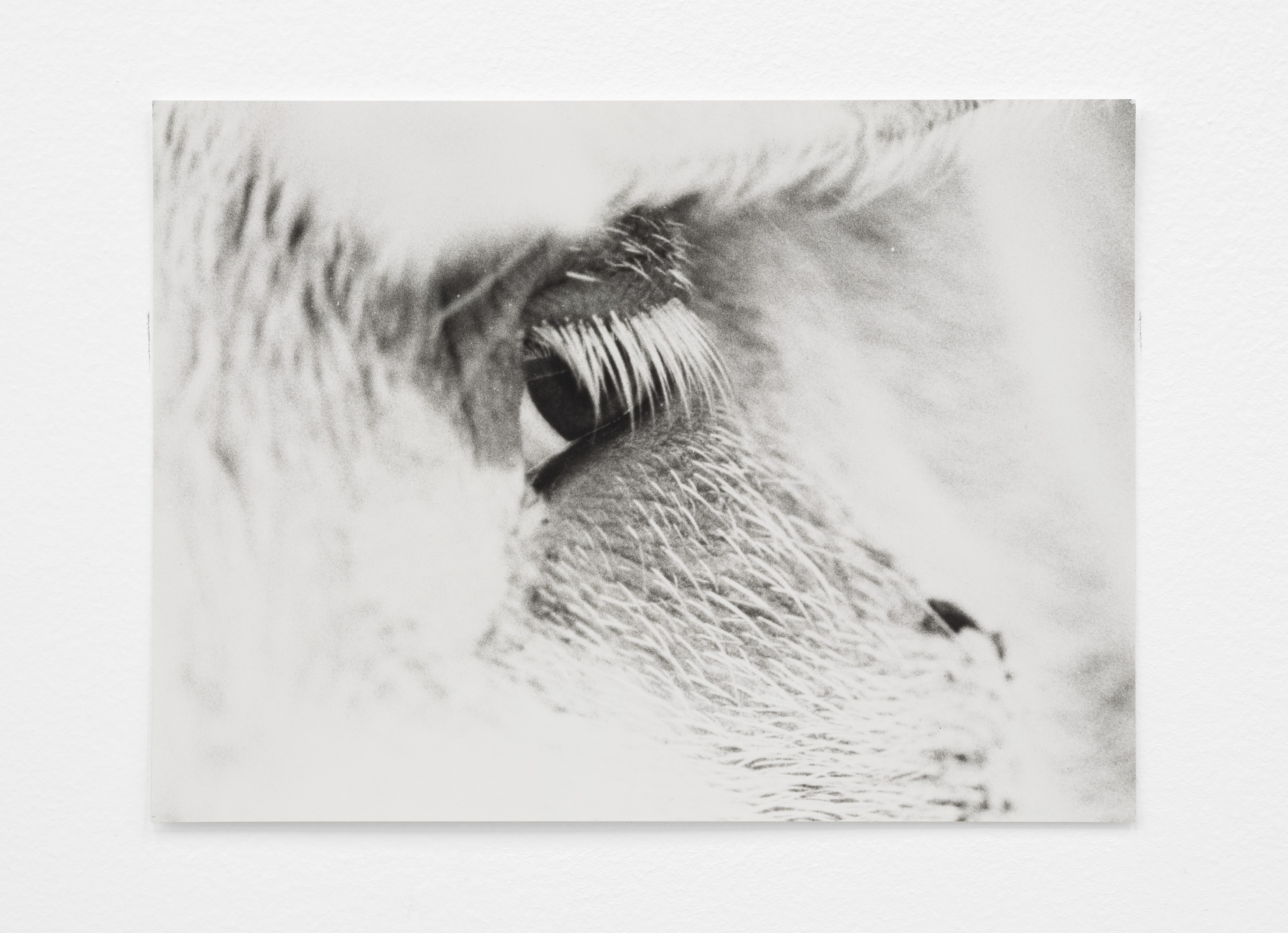 Jochen Lempert, Lin May Saeed, Untitled at Chris Sharp Gallery, photo 53
