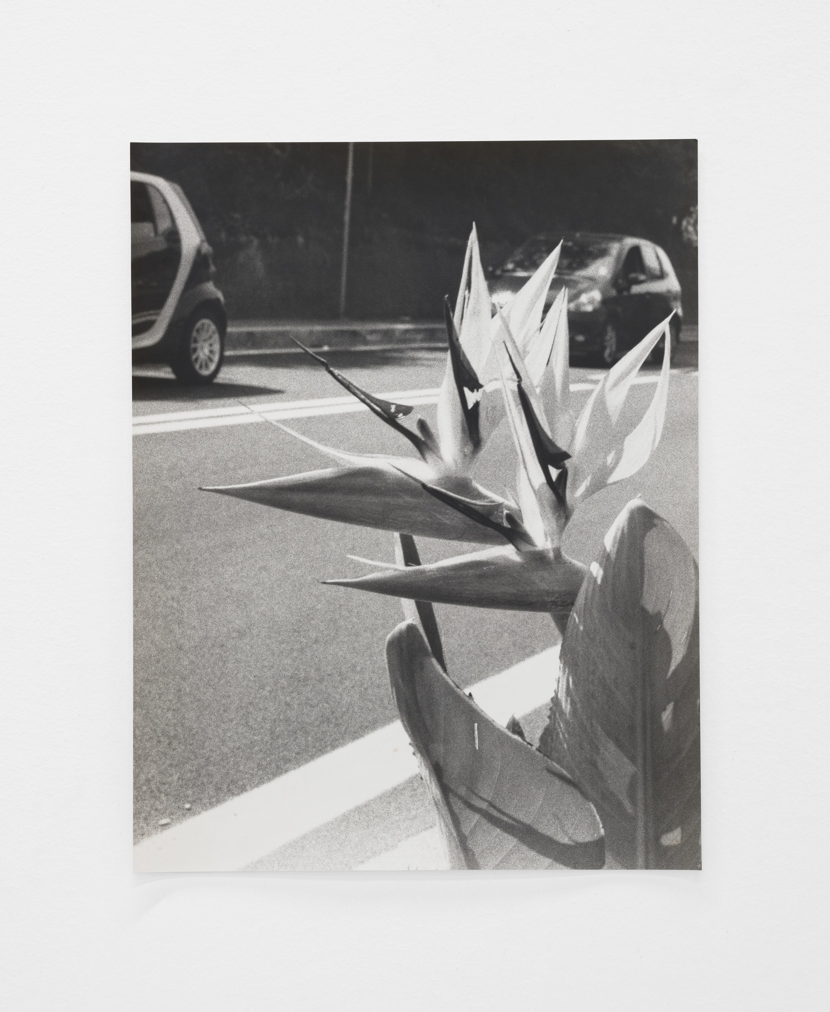 Jochen Lempert, Lin May Saeed, Untitled at Chris Sharp Gallery, photo 55
