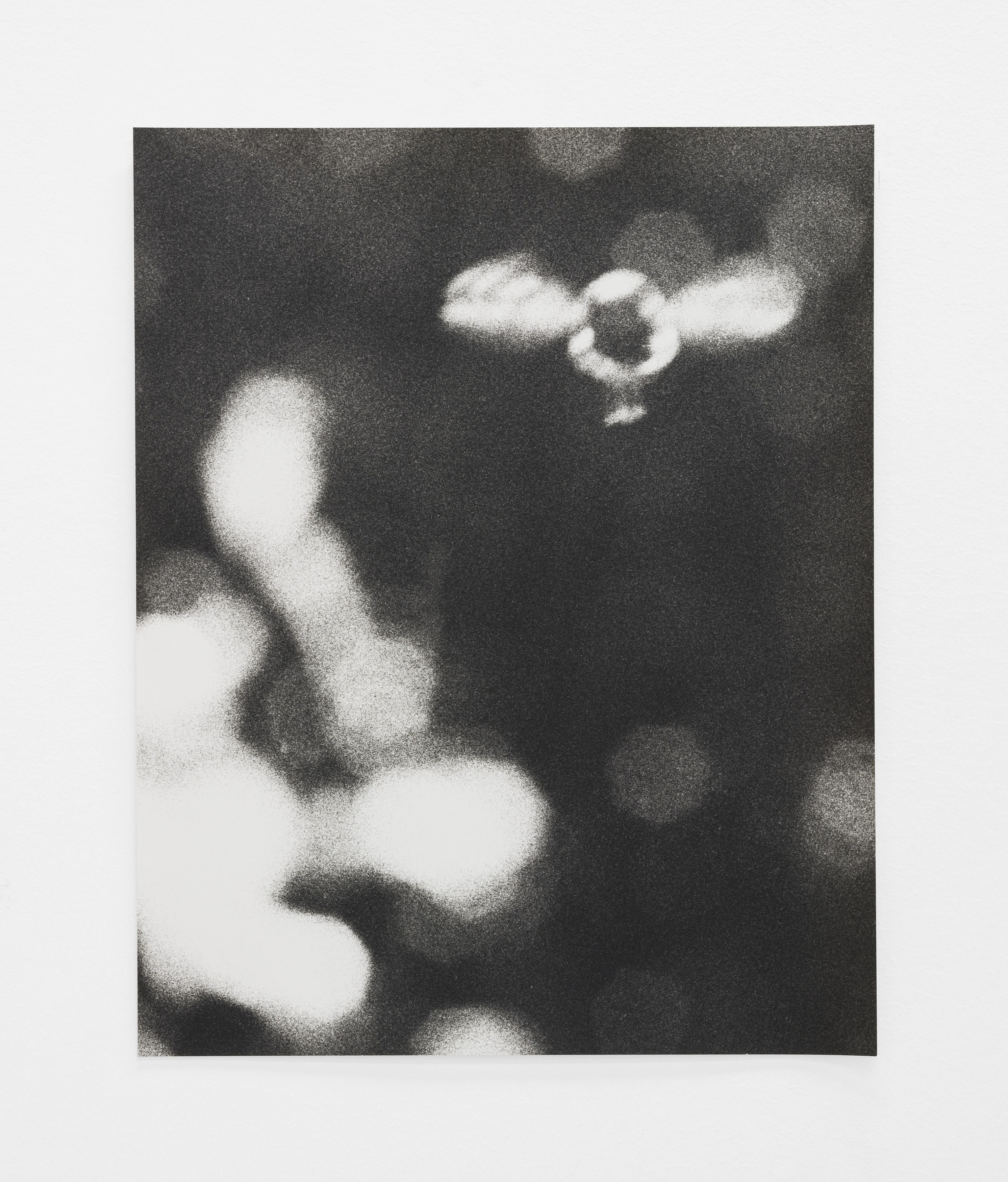 Jochen Lempert, Lin May Saeed, Untitled at Chris Sharp Gallery, photo 56