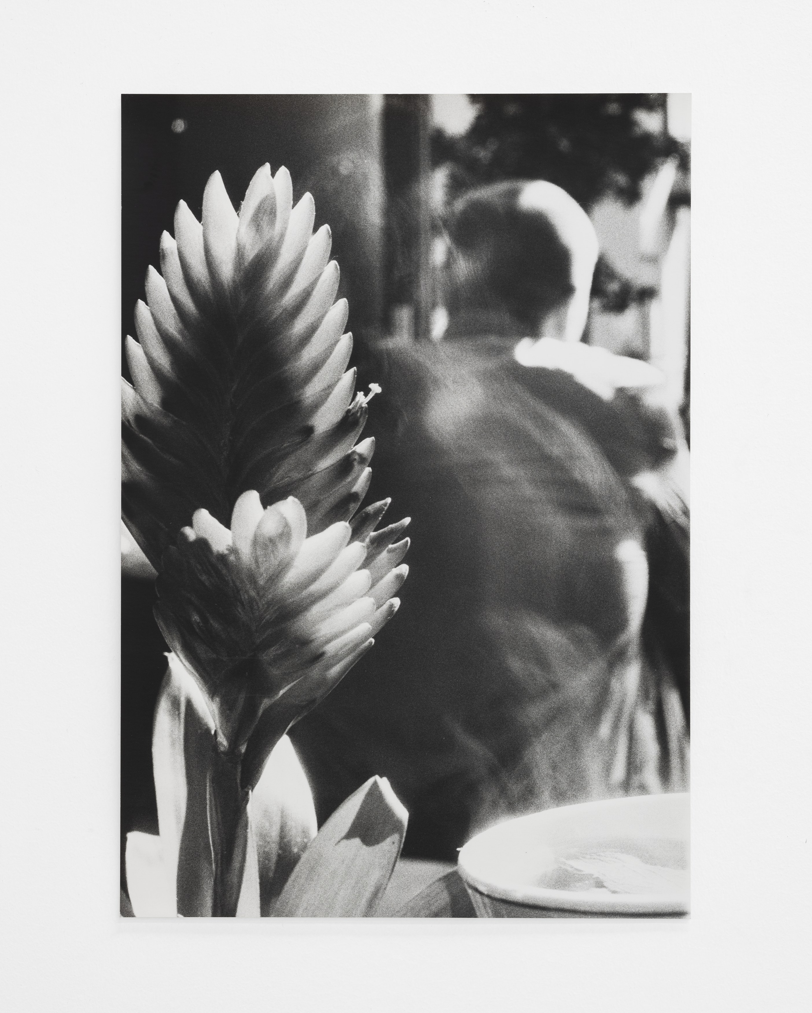 Jochen Lempert, Lin May Saeed, Untitled at Chris Sharp Gallery, photo 57