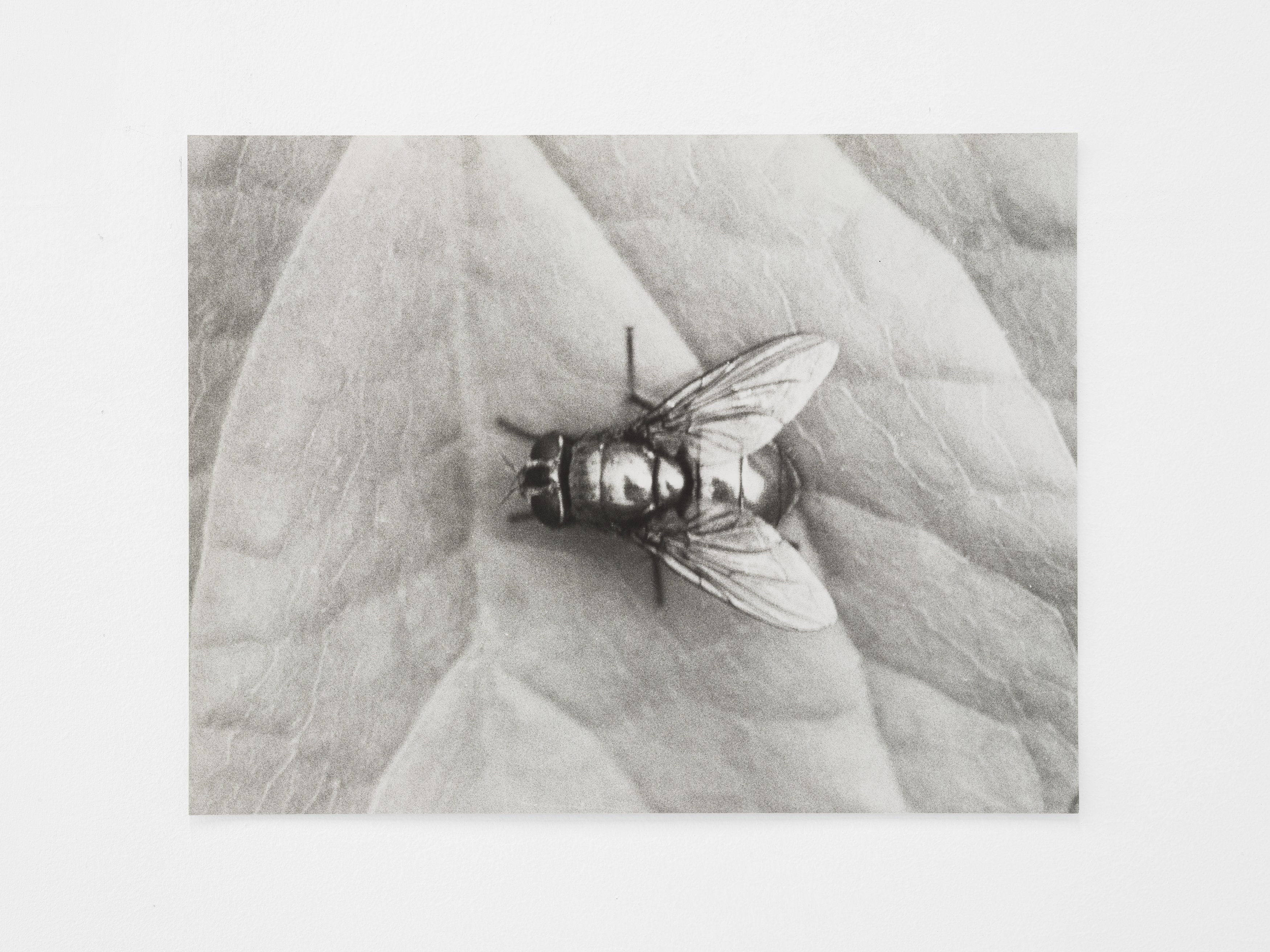 Jochen Lempert, Lin May Saeed, Untitled at Chris Sharp Gallery, photo 58