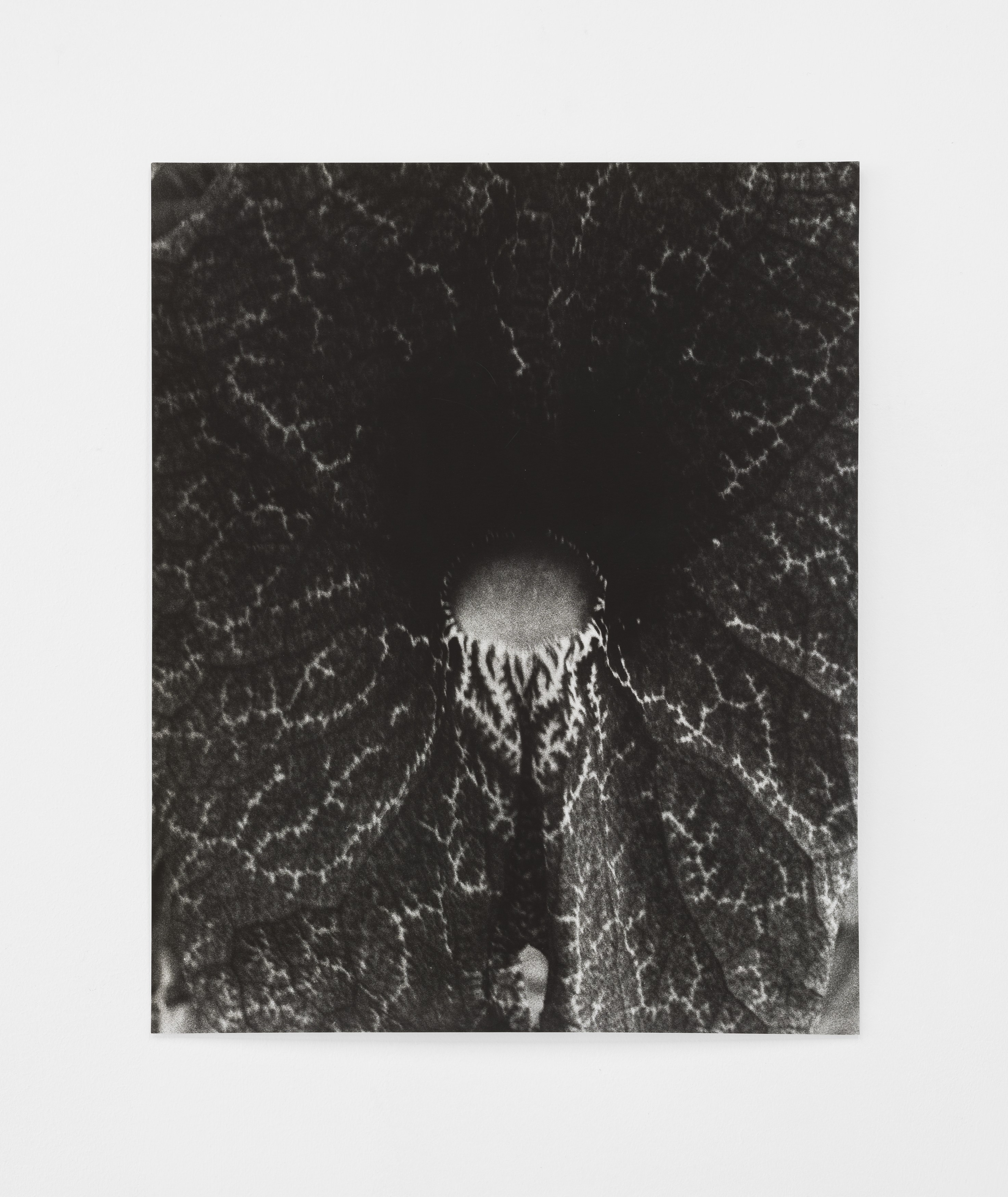Jochen Lempert, Lin May Saeed, Untitled at Chris Sharp Gallery, photo 59