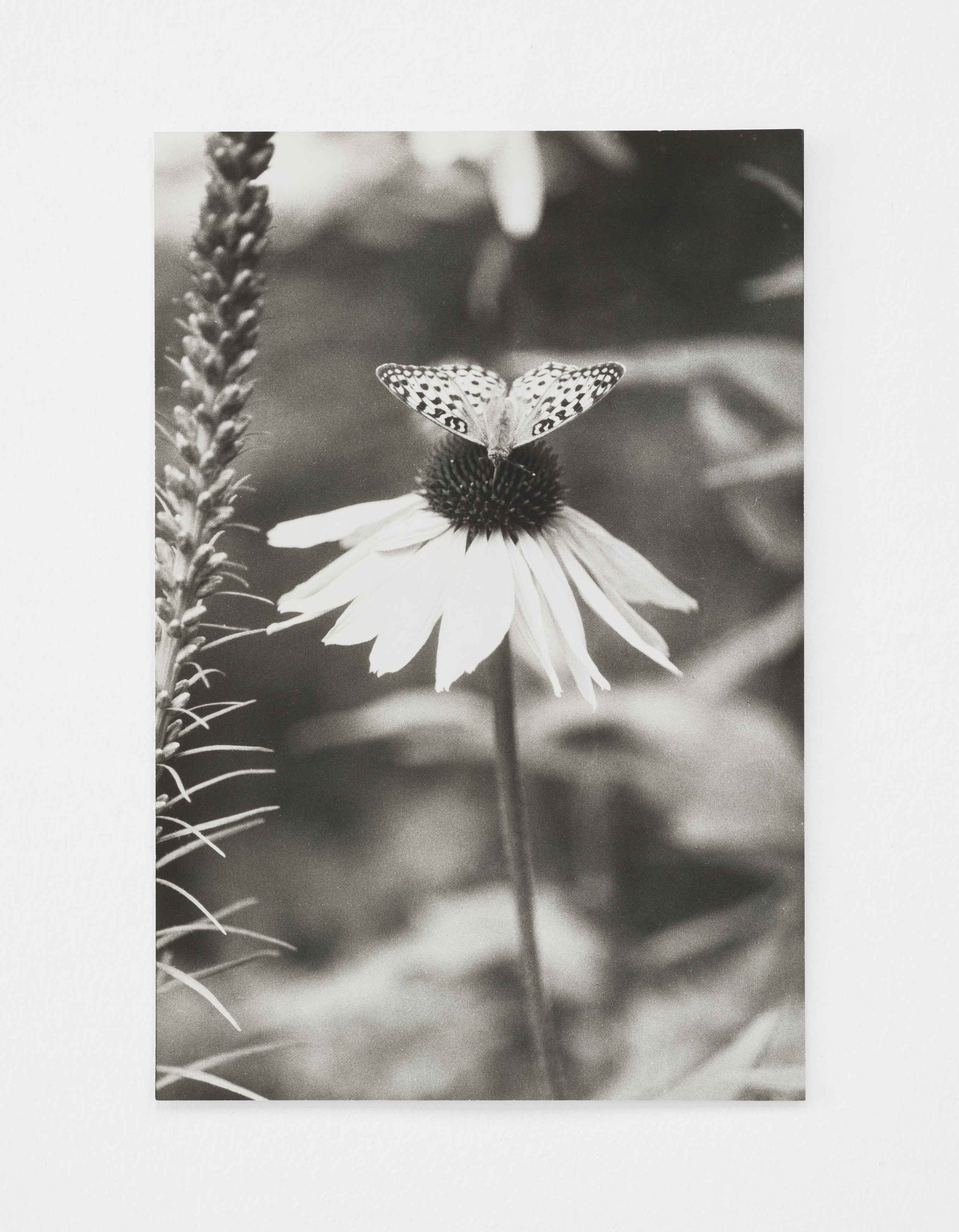 Jochen Lempert, Lin May Saeed, Untitled at Chris Sharp Gallery, photo 60