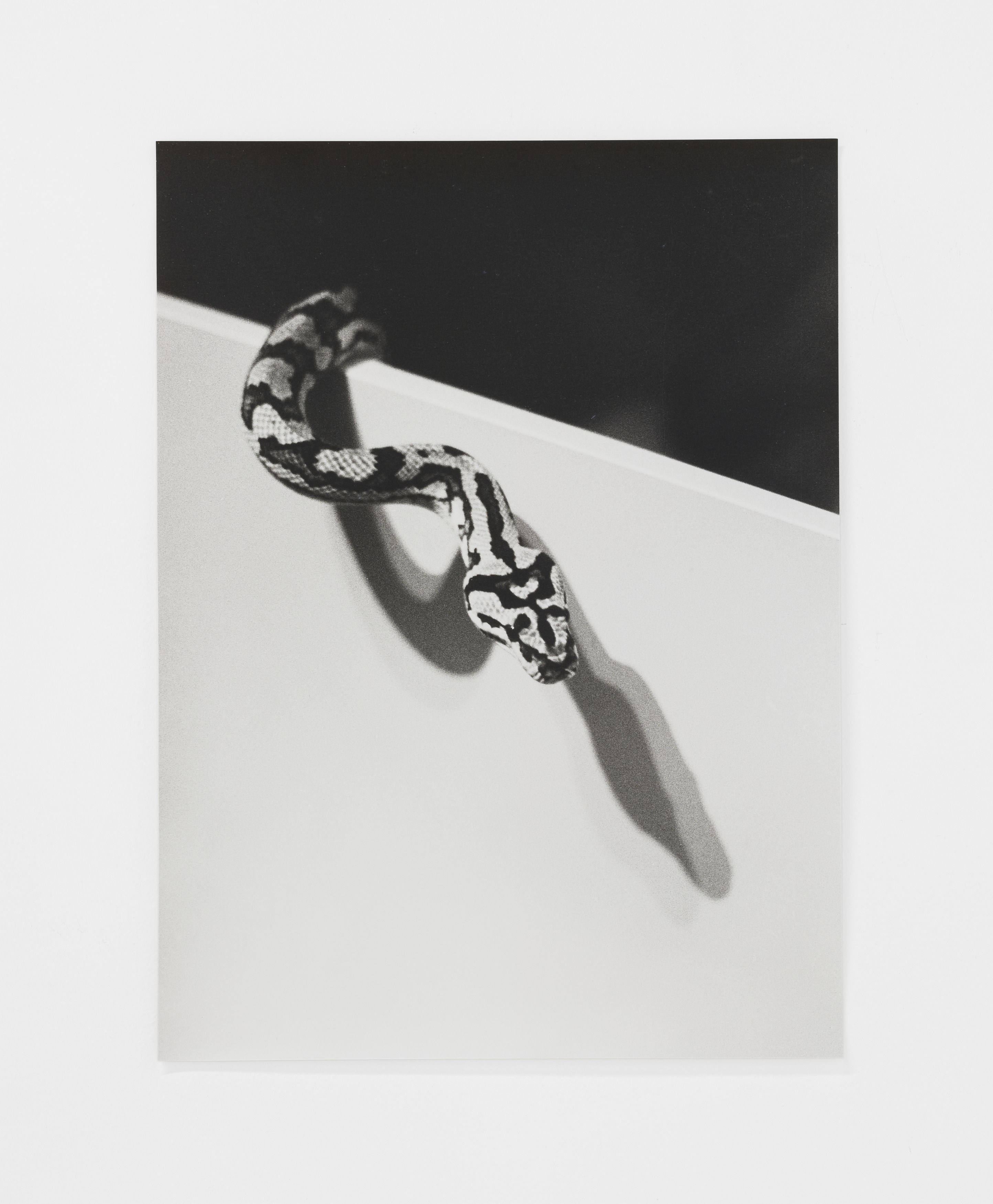 Jochen Lempert, Lin May Saeed, Untitled at Chris Sharp Gallery, photo 61
