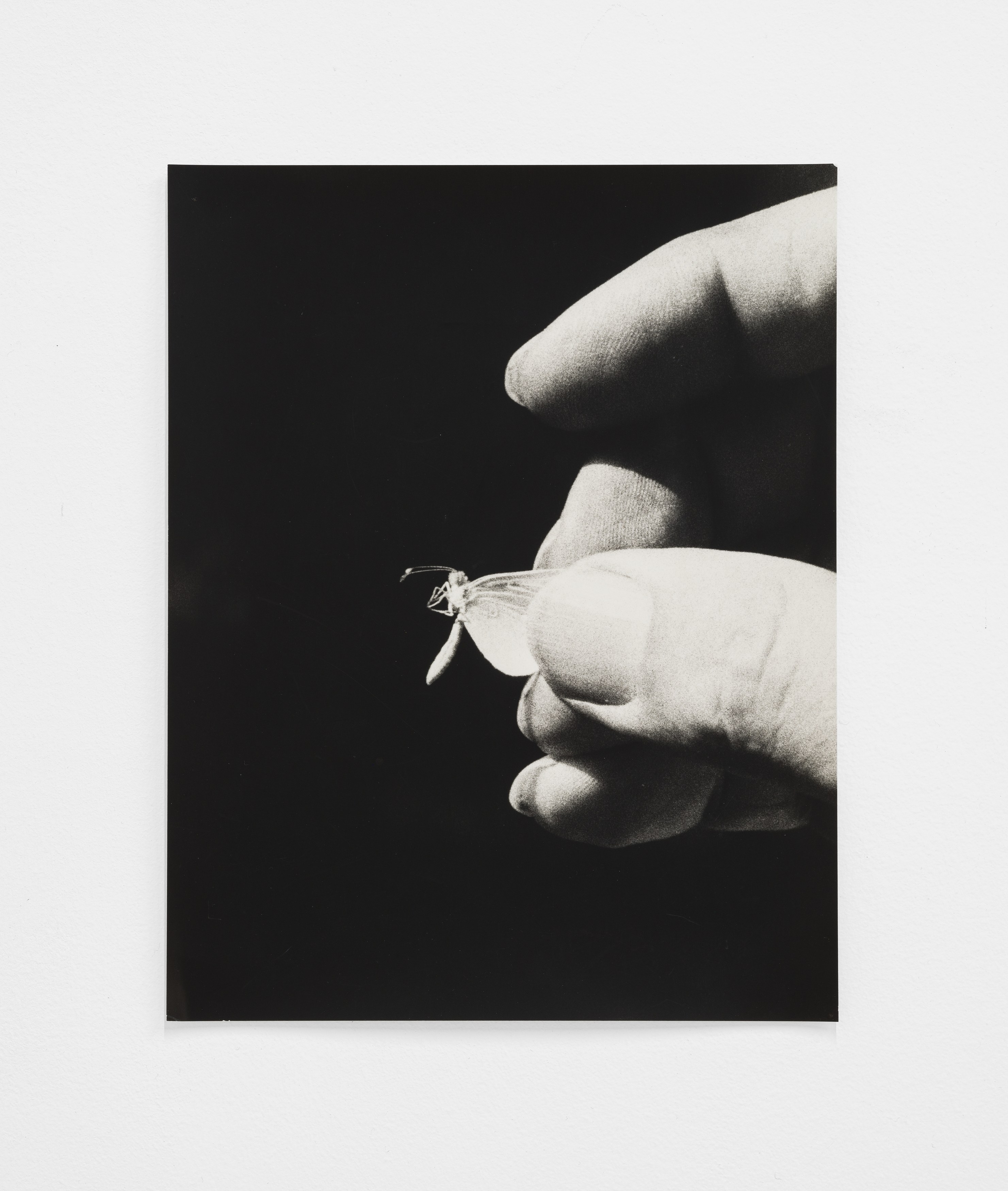 Jochen Lempert, Lin May Saeed, Untitled at Chris Sharp Gallery, photo 62