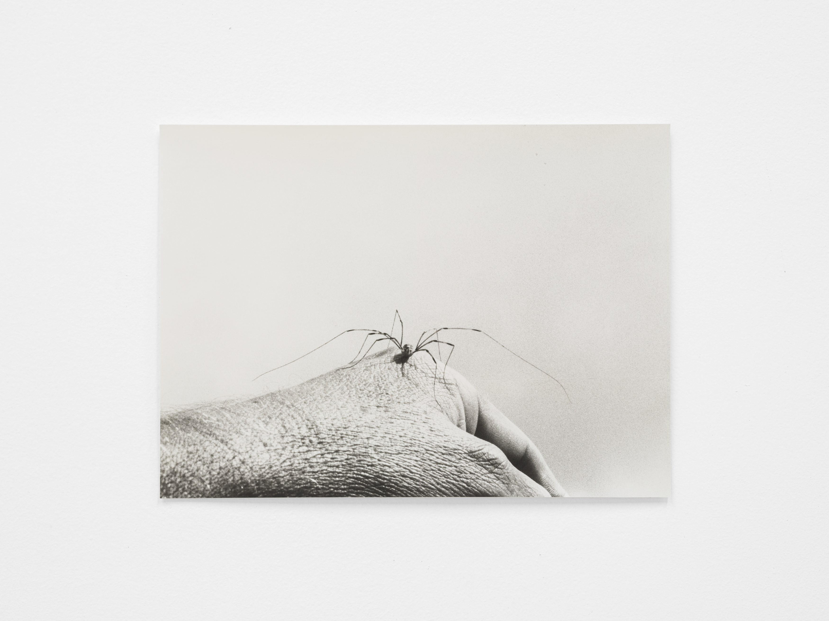 Jochen Lempert, Lin May Saeed, Untitled at Chris Sharp Gallery, photo 64