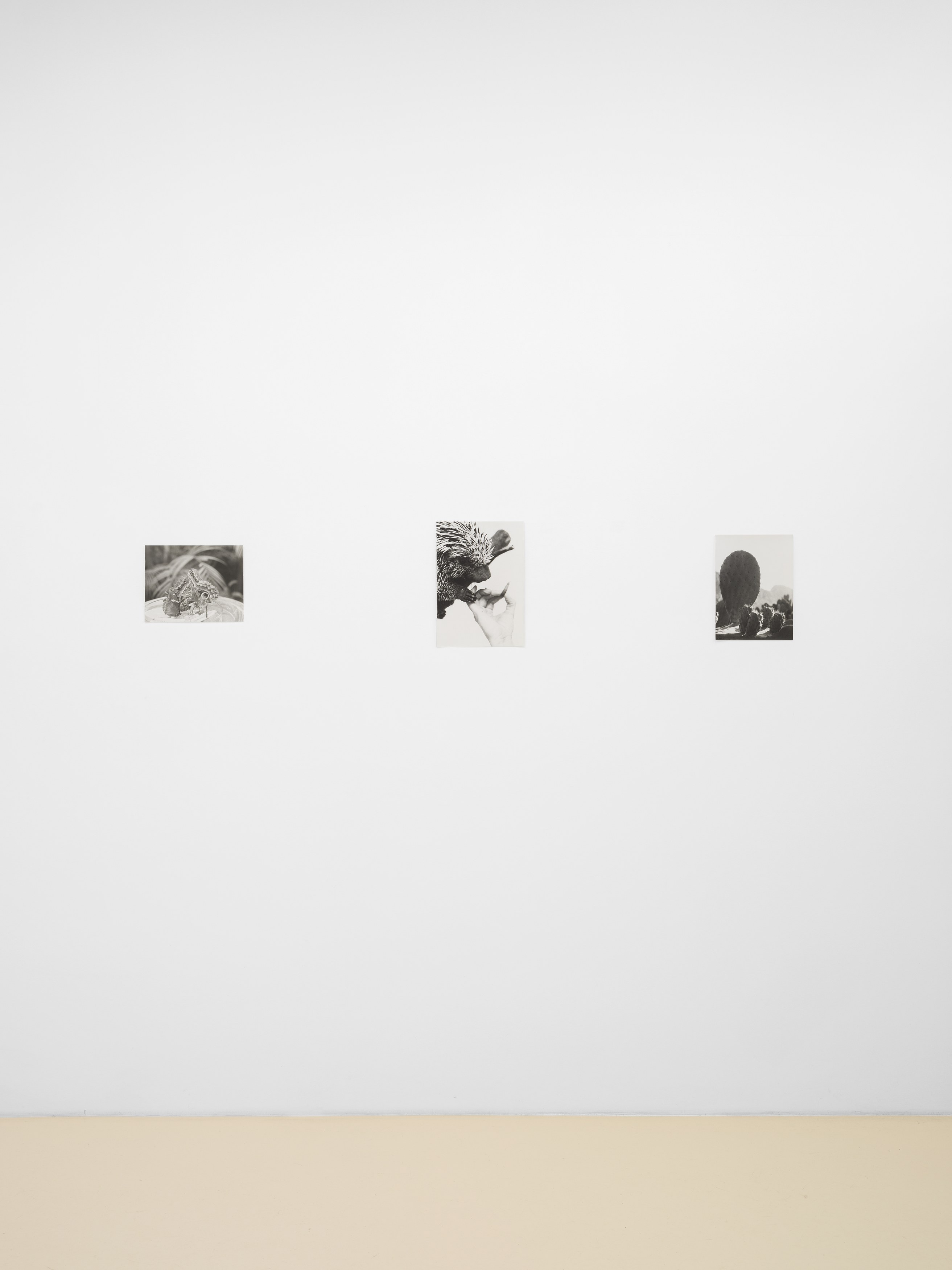 Jochen Lempert, Lin May Saeed, Untitled at Chris Sharp Gallery, photo 25