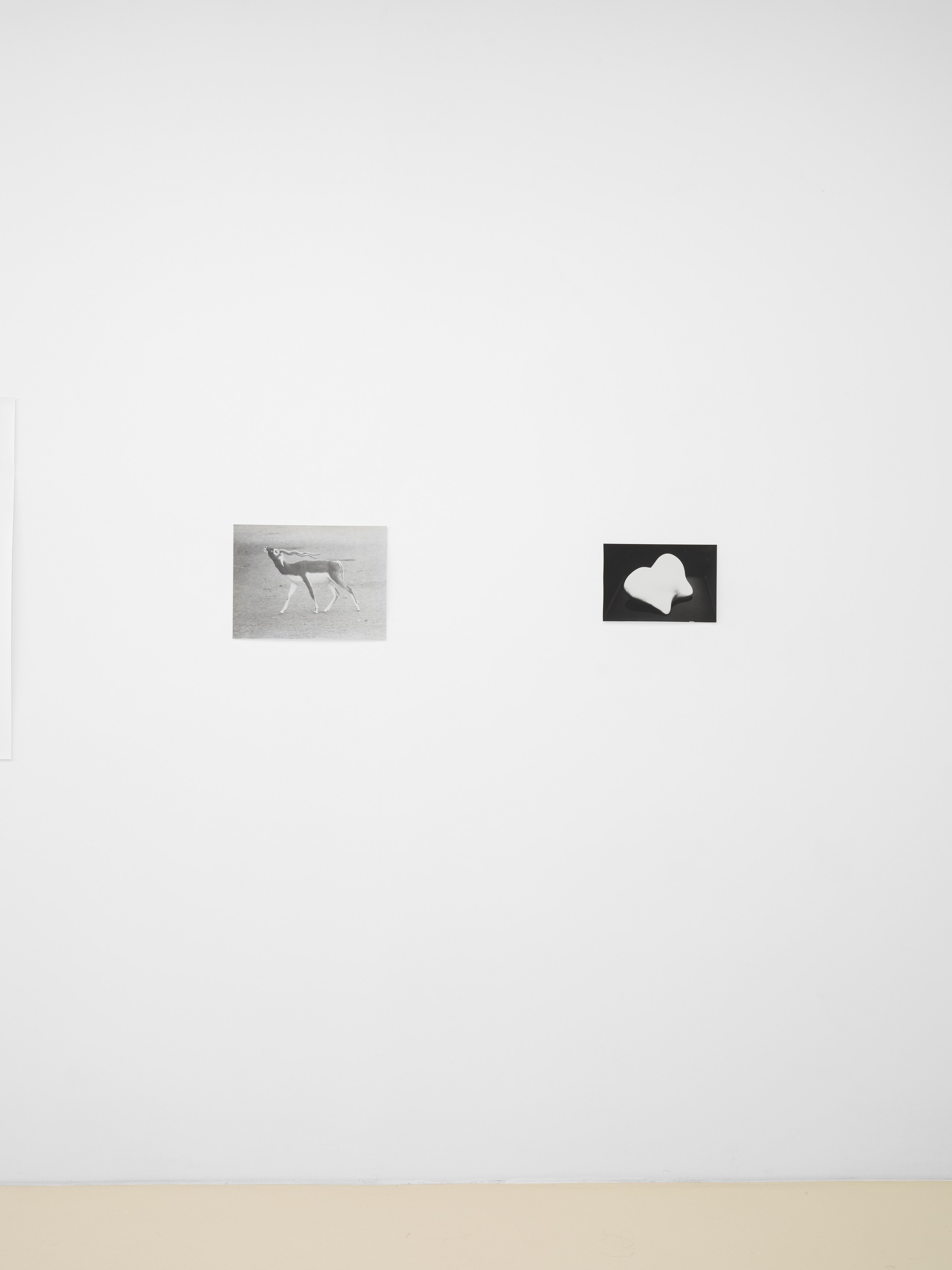 Jochen Lempert, Lin May Saeed, Untitled at Chris Sharp Gallery, photo 28