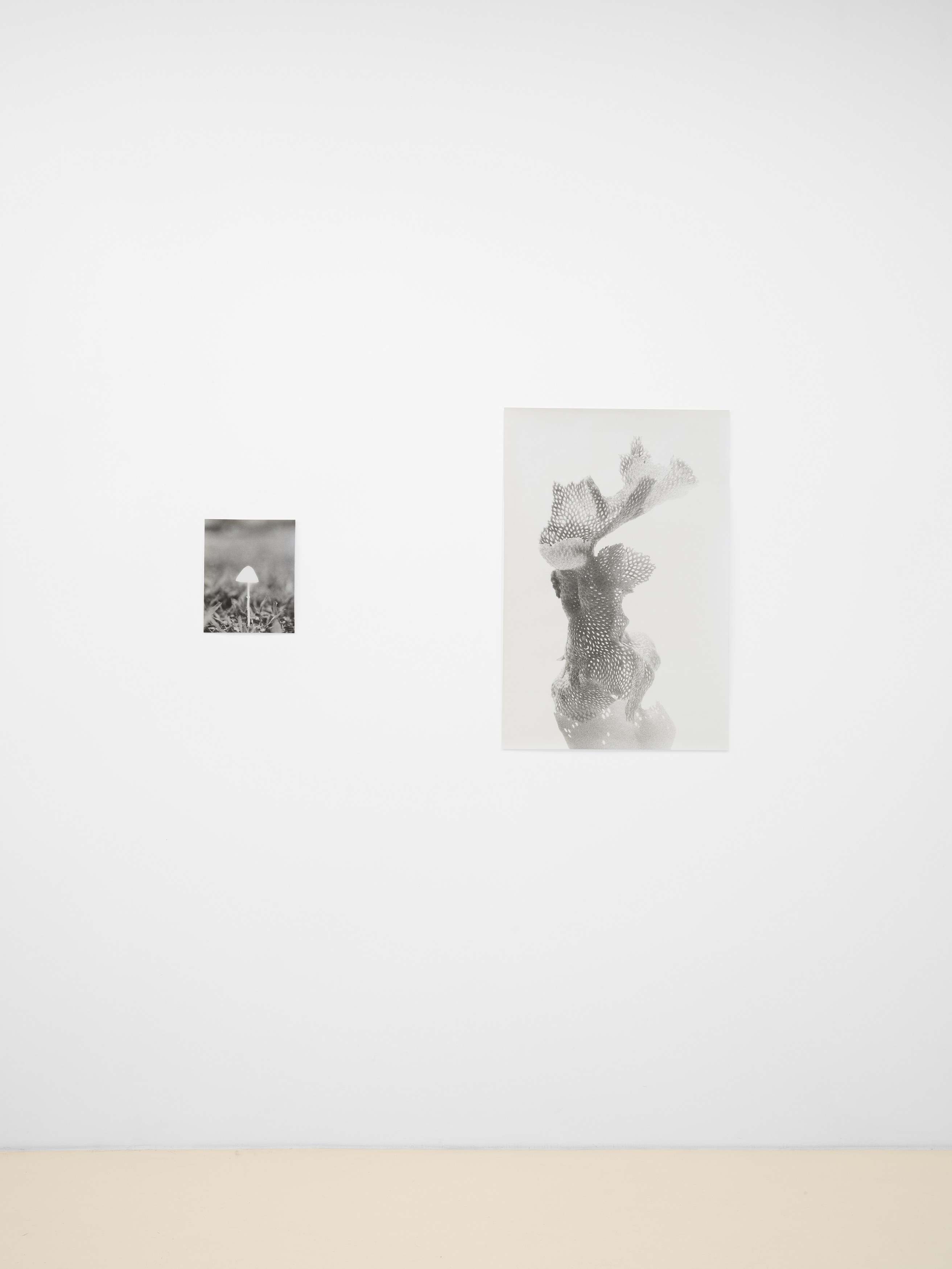 Jochen Lempert, Lin May Saeed, Untitled at Chris Sharp Gallery, photo 27