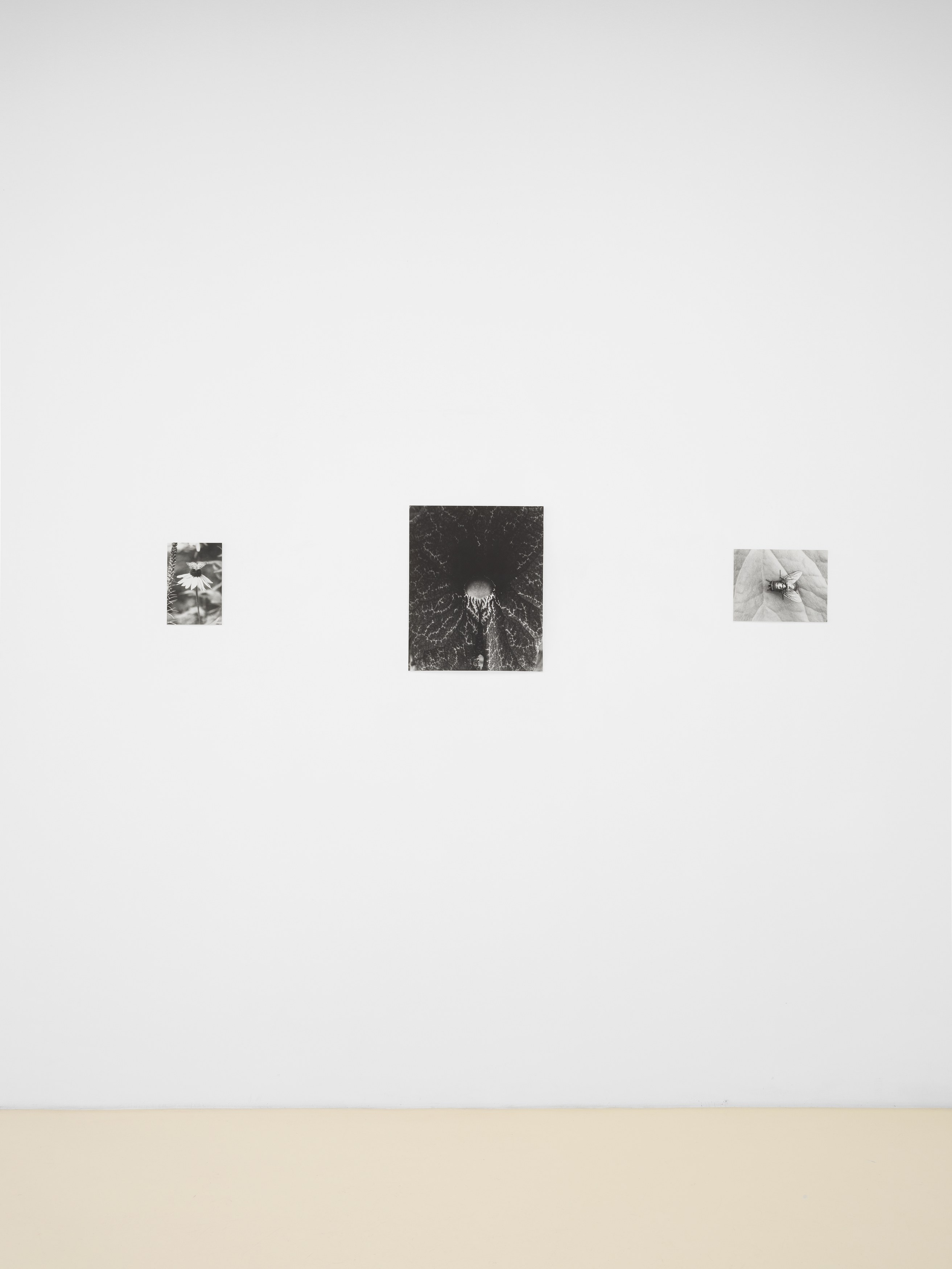 Jochen Lempert, Lin May Saeed, Untitled at Chris Sharp Gallery, photo 33
