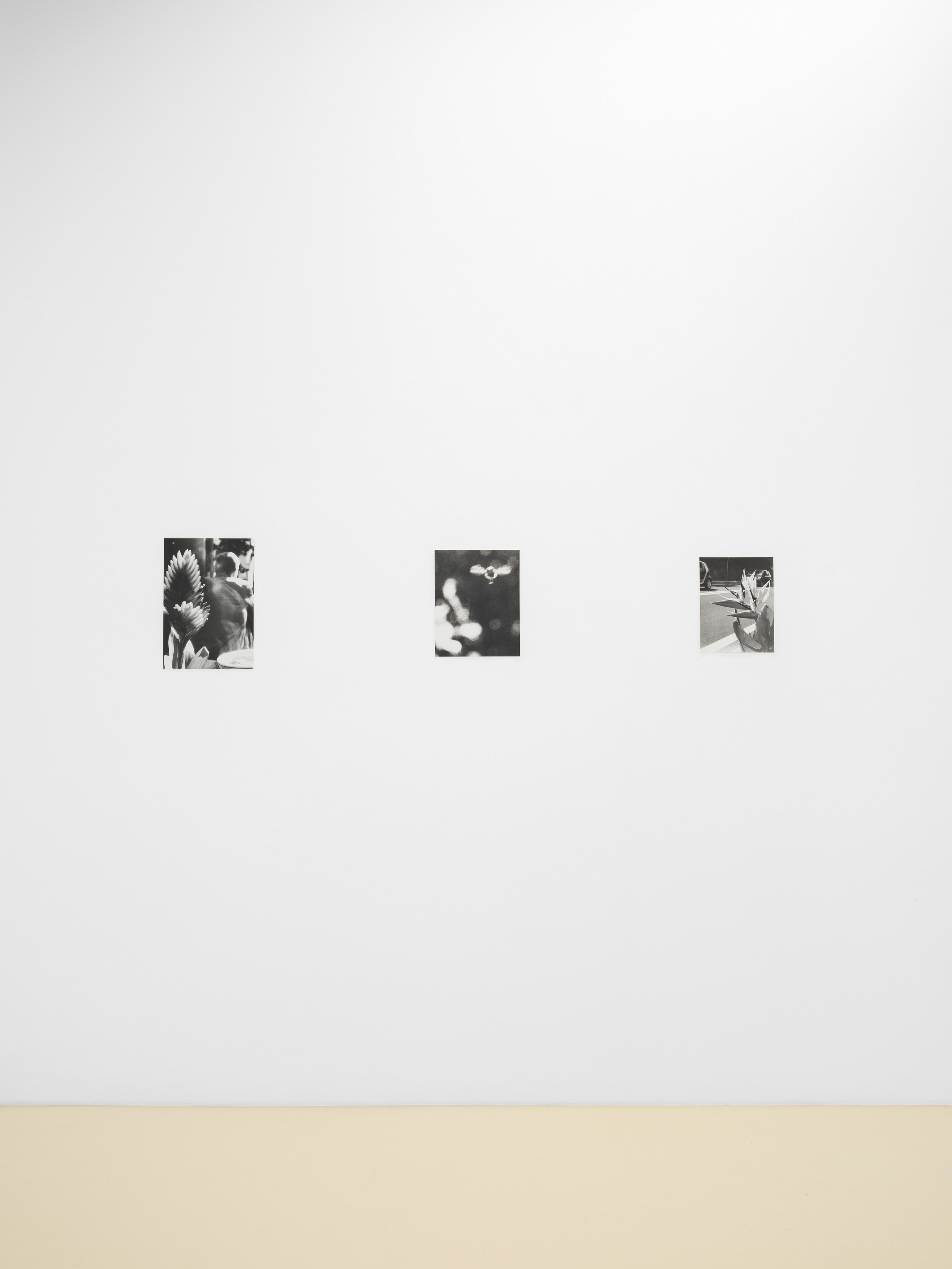 Jochen Lempert, Lin May Saeed, Untitled at Chris Sharp Gallery, photo 32