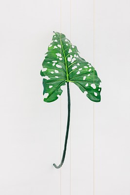 Image 11 of 17