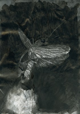 Image 13 of 17