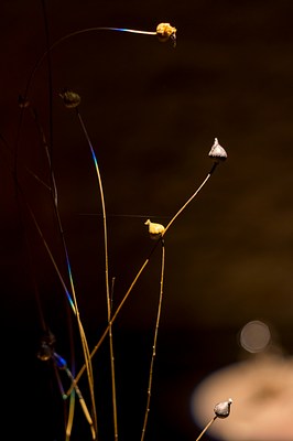 Image 6 of 55
