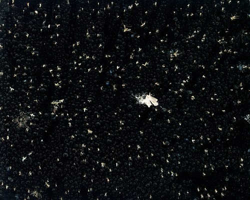 Image 9 of 12
