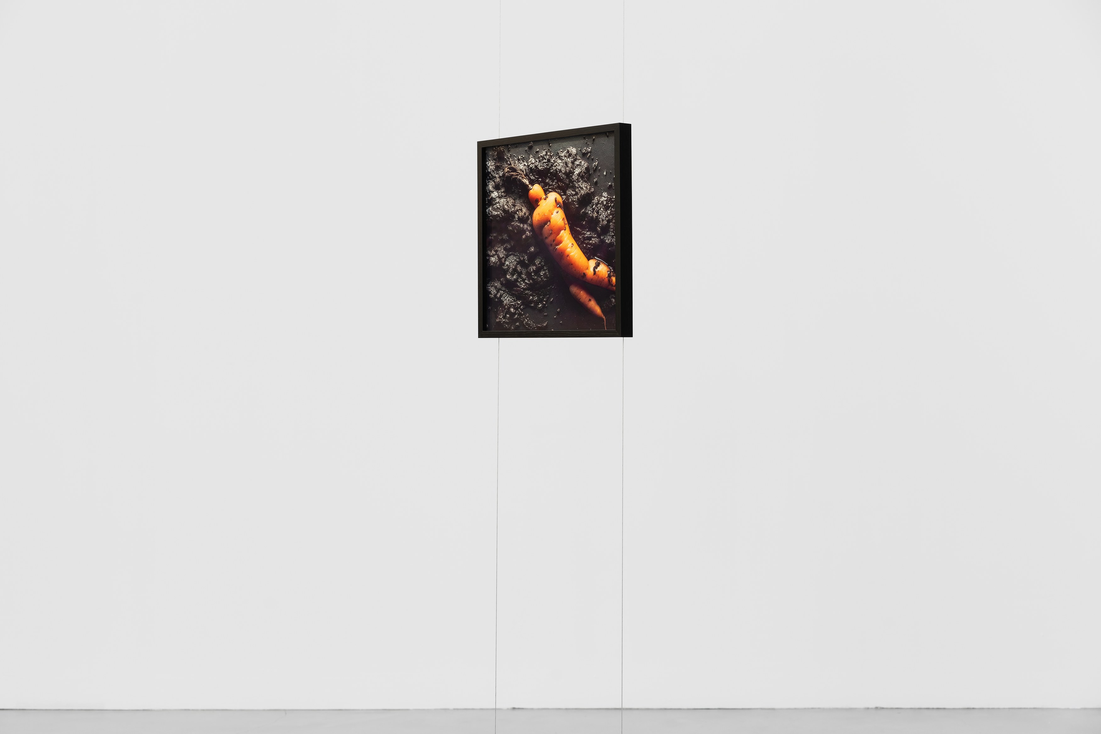 Willem de Rooij, Root at Galerie Thomas Schulte, photo 3