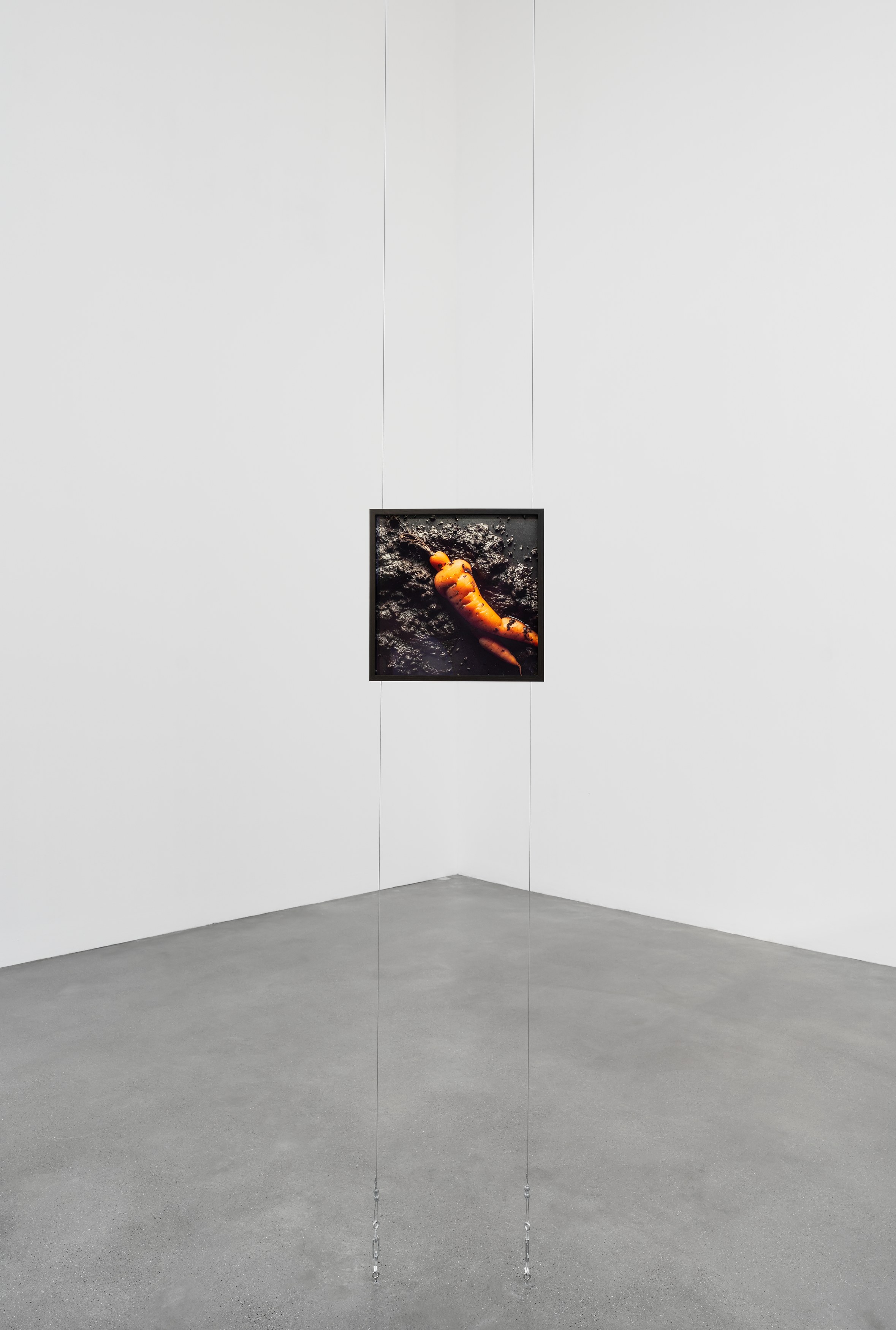 Willem de Rooij, Root at Galerie Thomas Schulte, photo 4