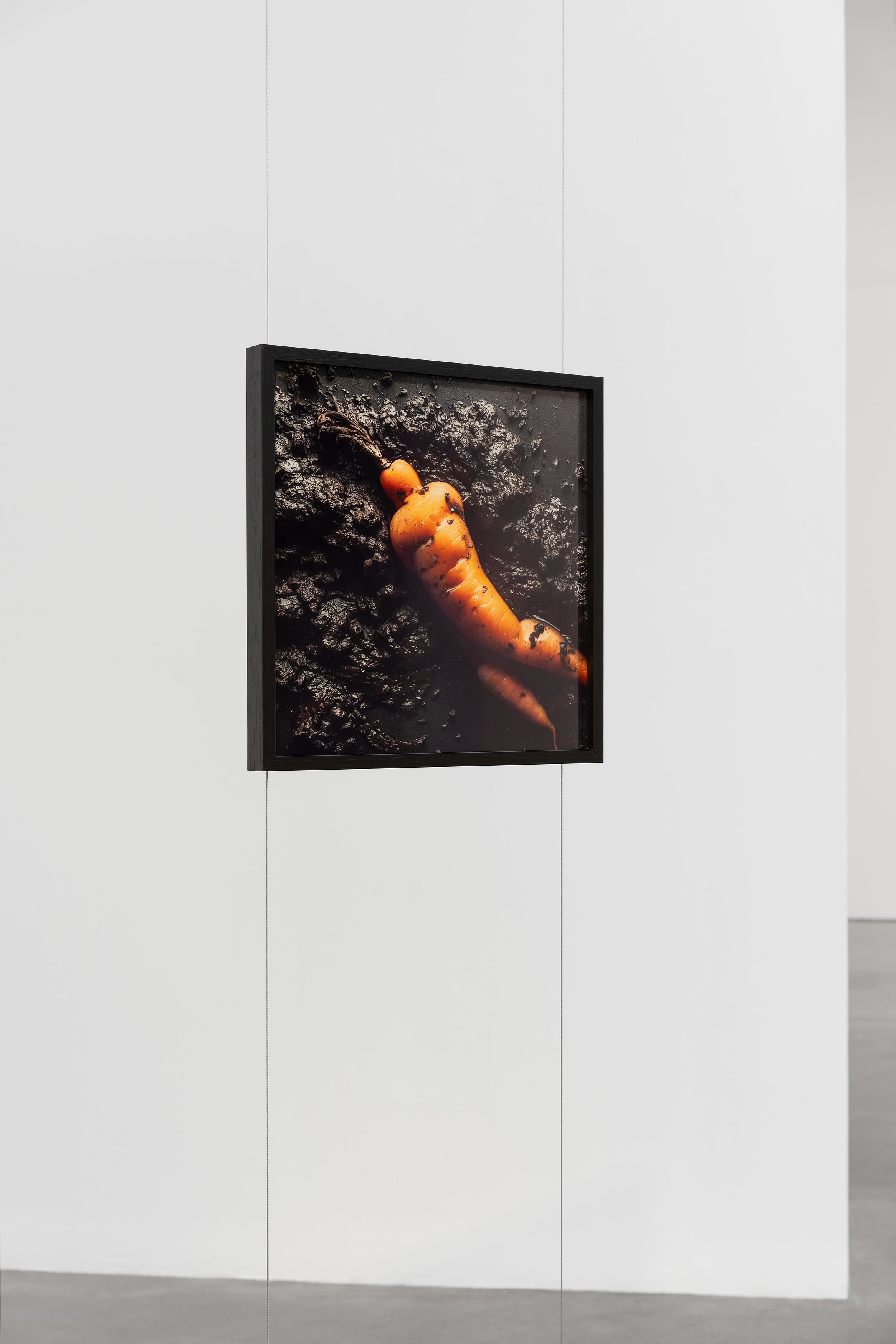 Willem de Rooij, Root at Galerie Thomas Schulte, photo 5