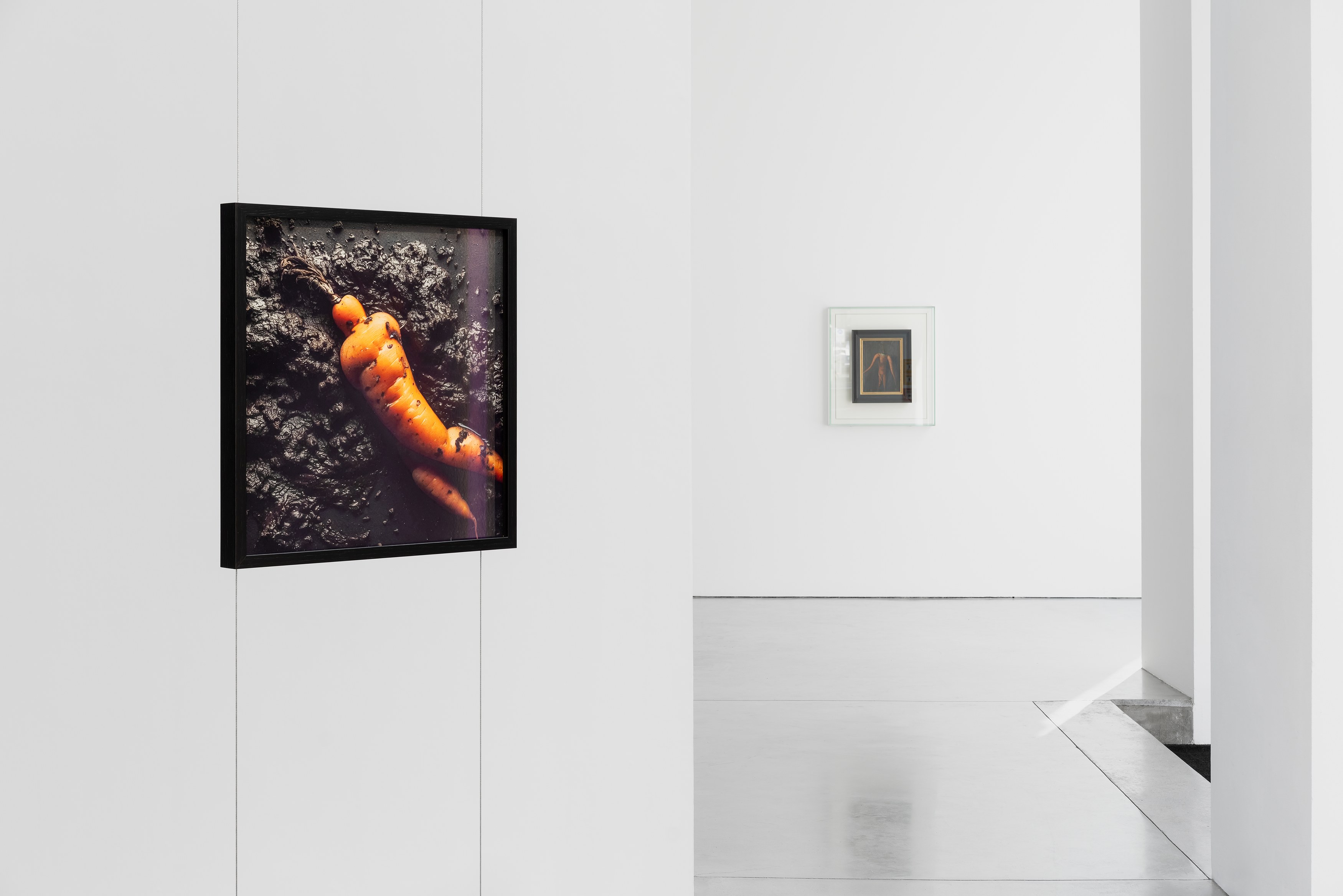 Willem de Rooij, Root at Galerie Thomas Schulte, photo 6