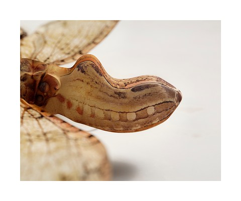 Image 8 of 18