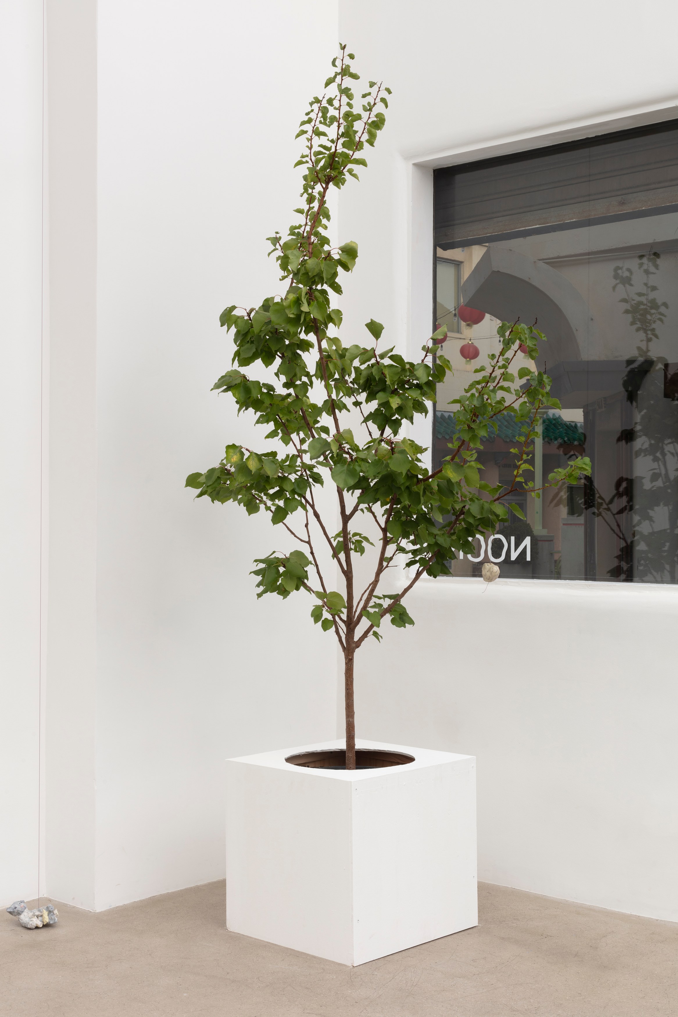 Johanna Jackson, I Am Vertical at NOON Projects, photo 78