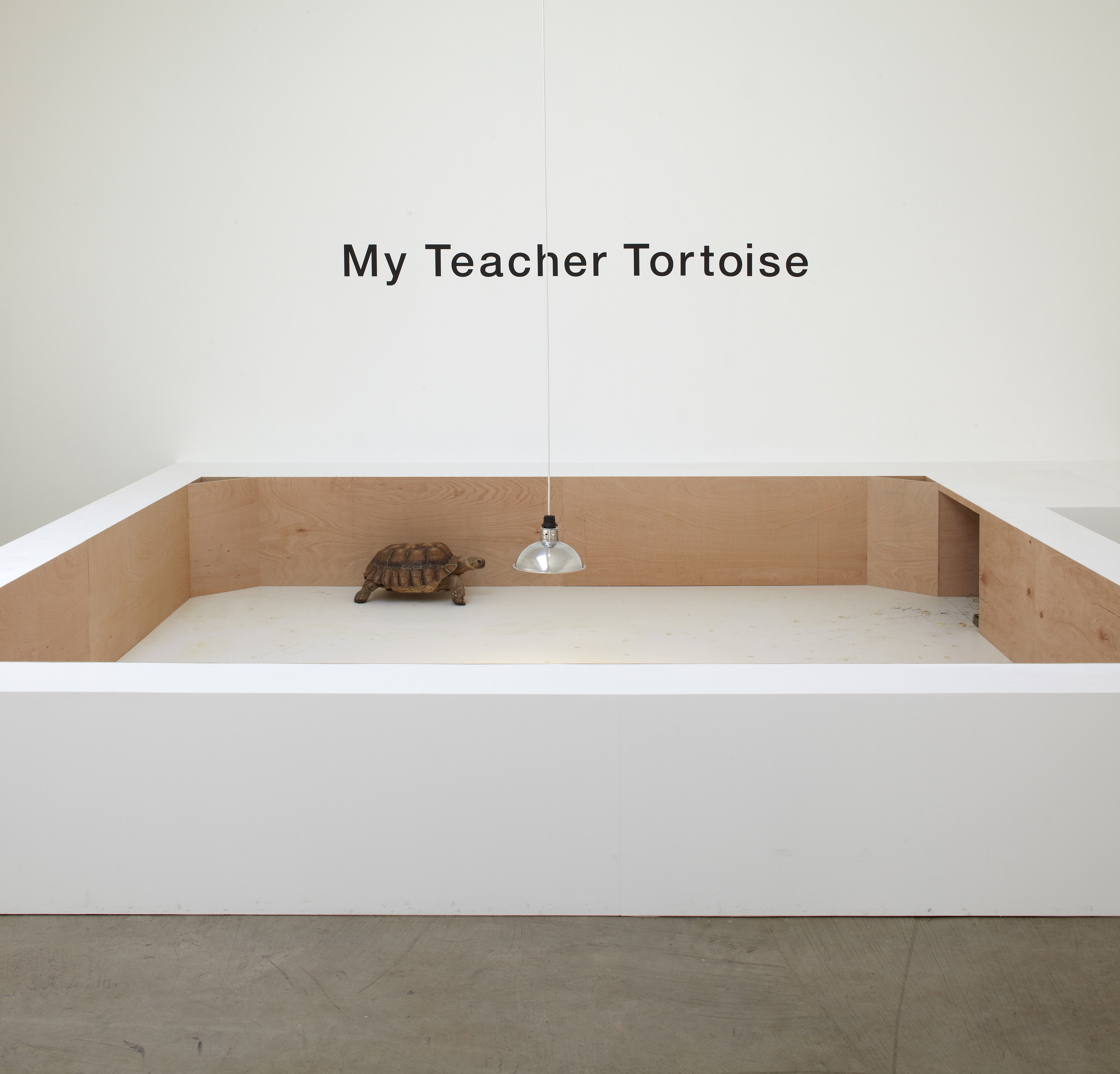 Shimabuku, My Teacher Tortoise at Wilkinson, photo 9