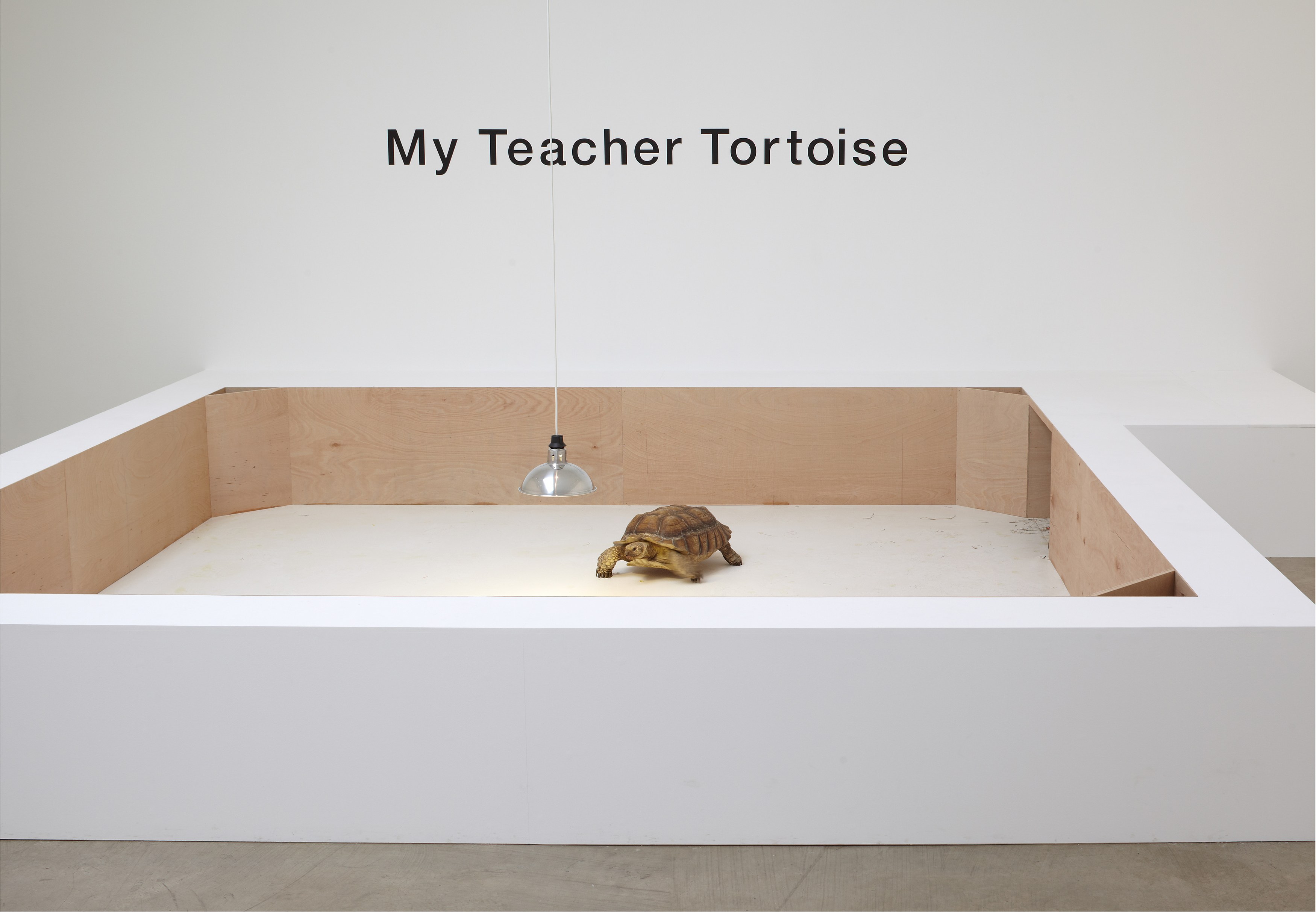 Shimabuku, My Teacher Tortoise at Wilkinson, photo 10