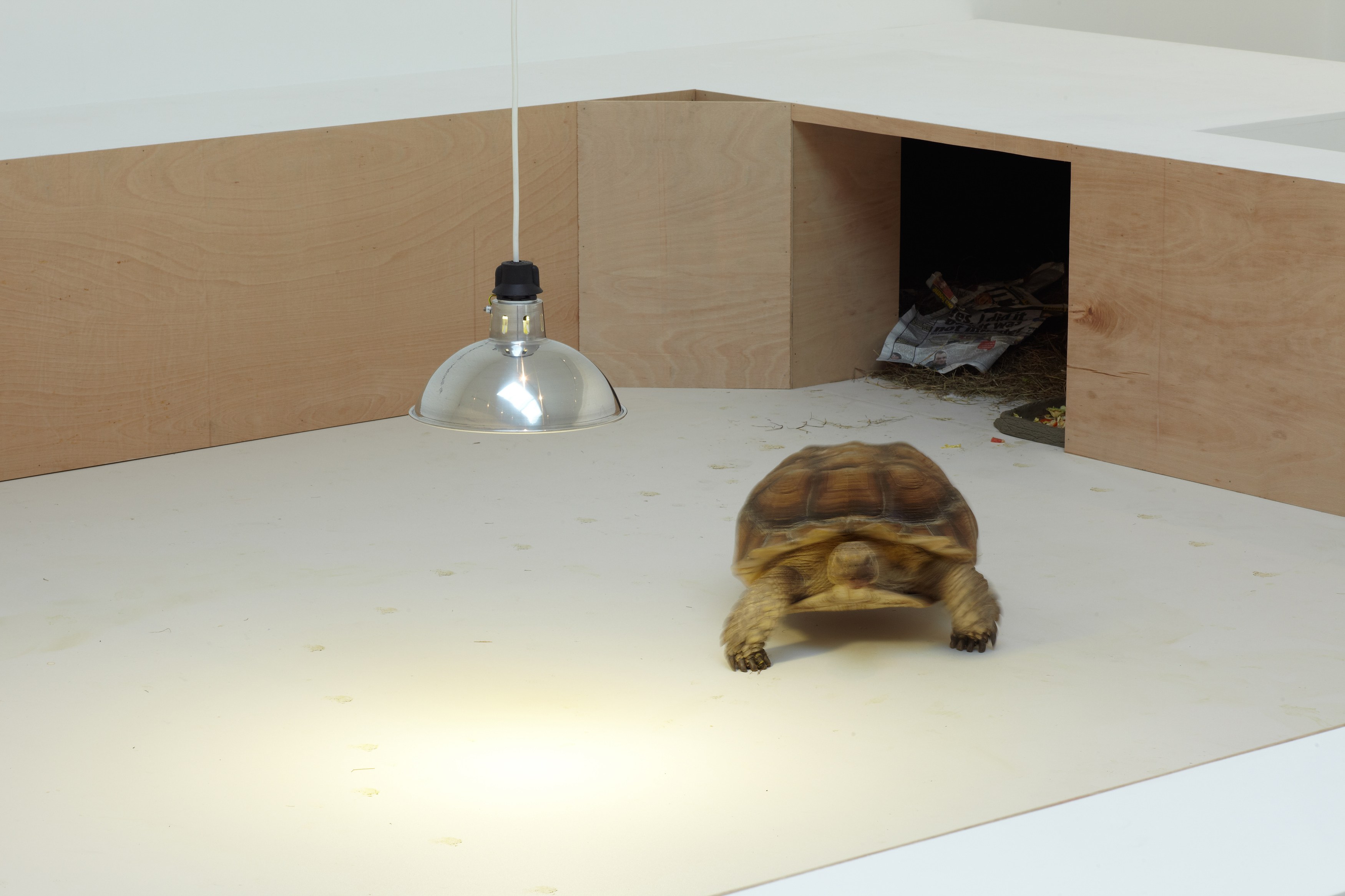 Shimabuku, My Teacher Tortoise at Wilkinson, photo 13