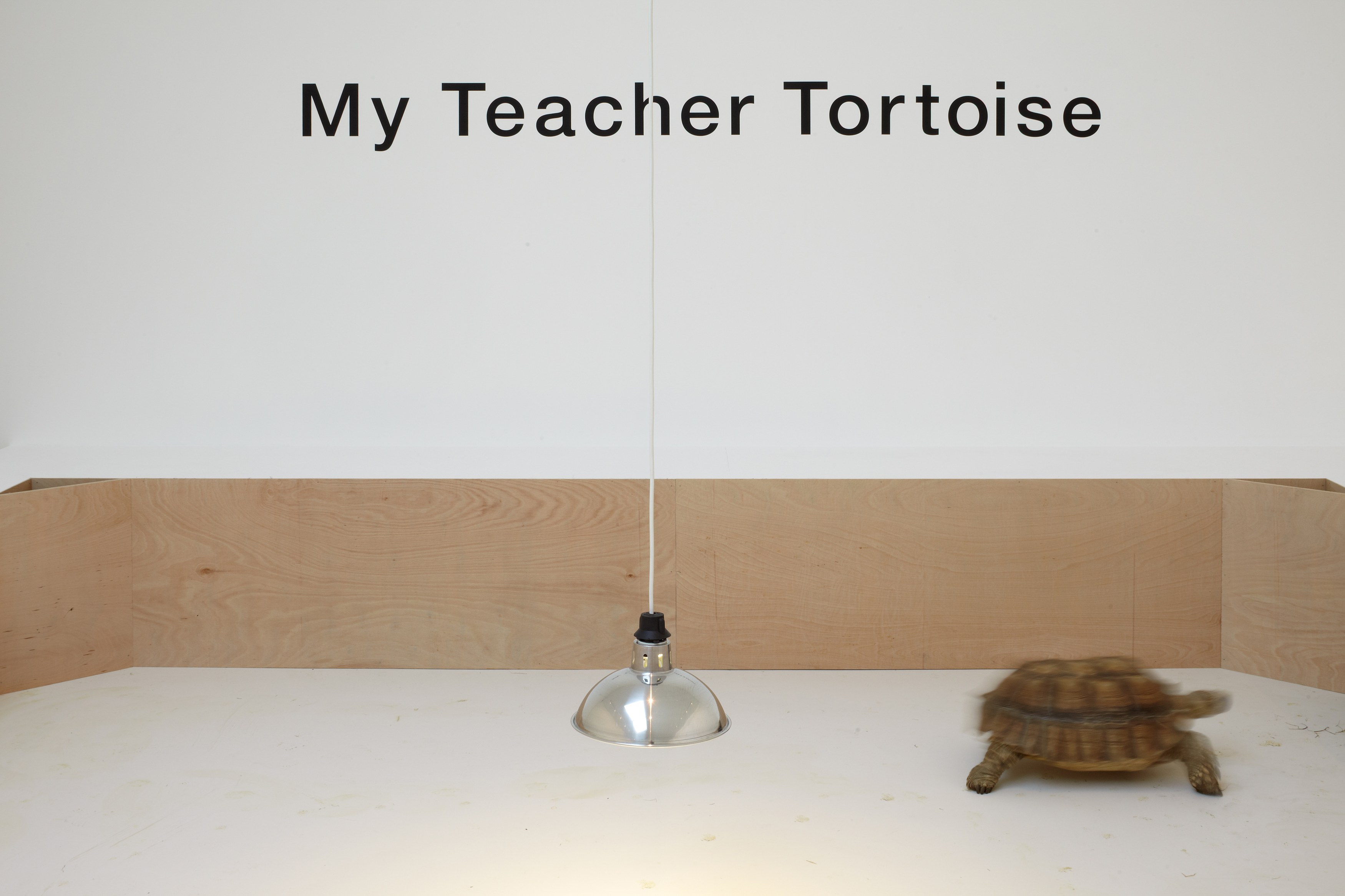 Shimabuku, My Teacher Tortoise at Wilkinson, photo 11