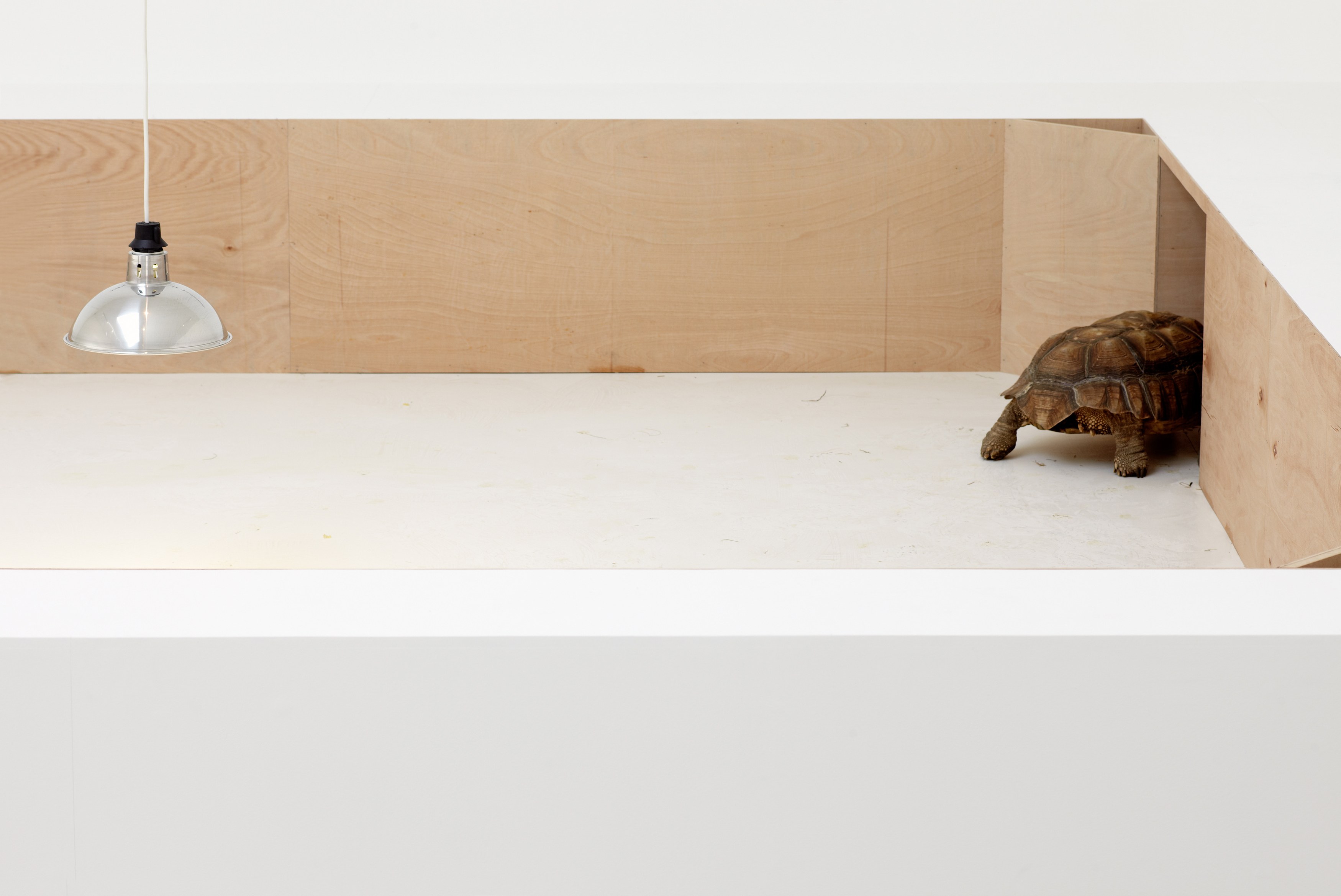 Shimabuku, My Teacher Tortoise at Wilkinson, photo 14