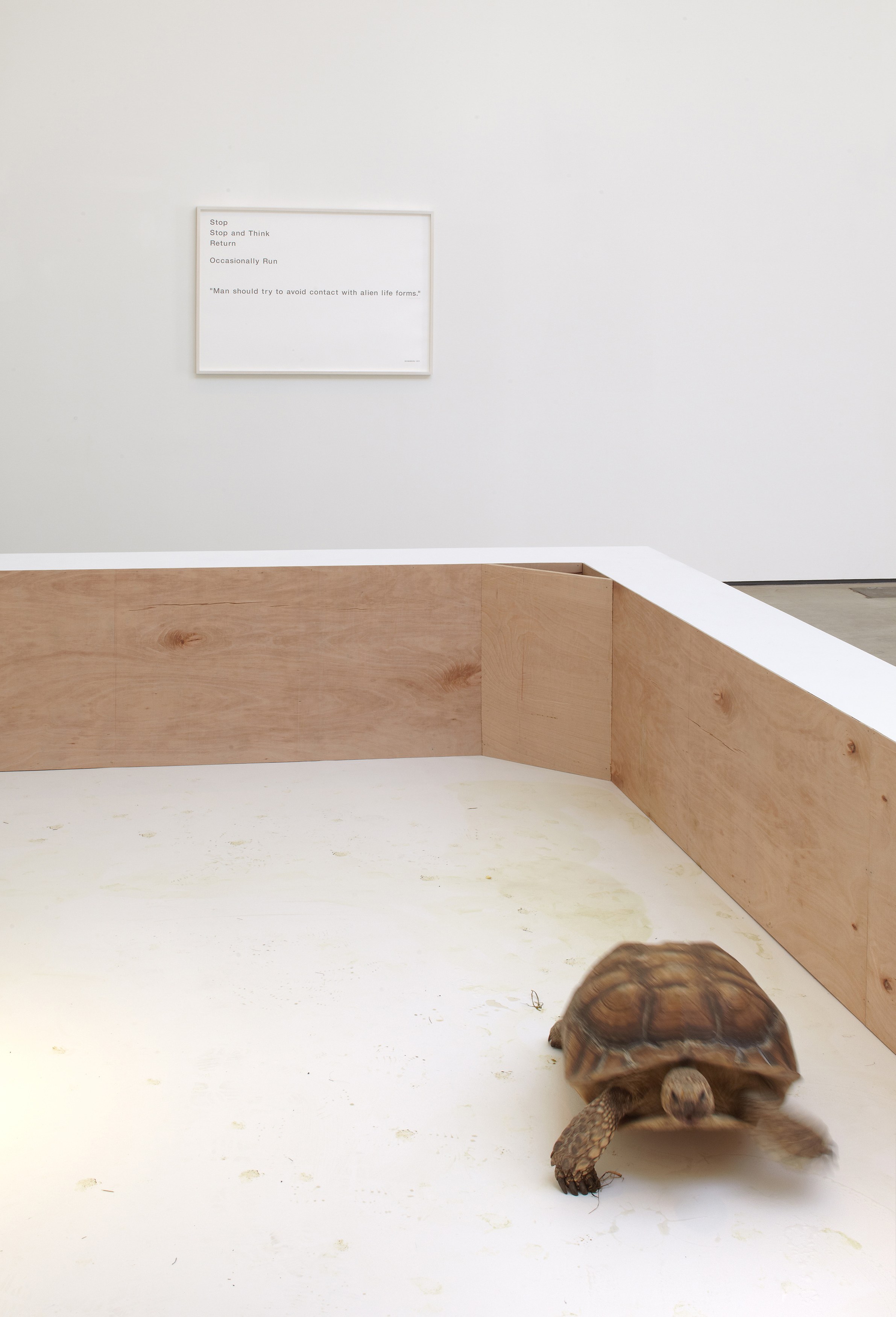 Shimabuku, My Teacher Tortoise at Wilkinson, photo 12