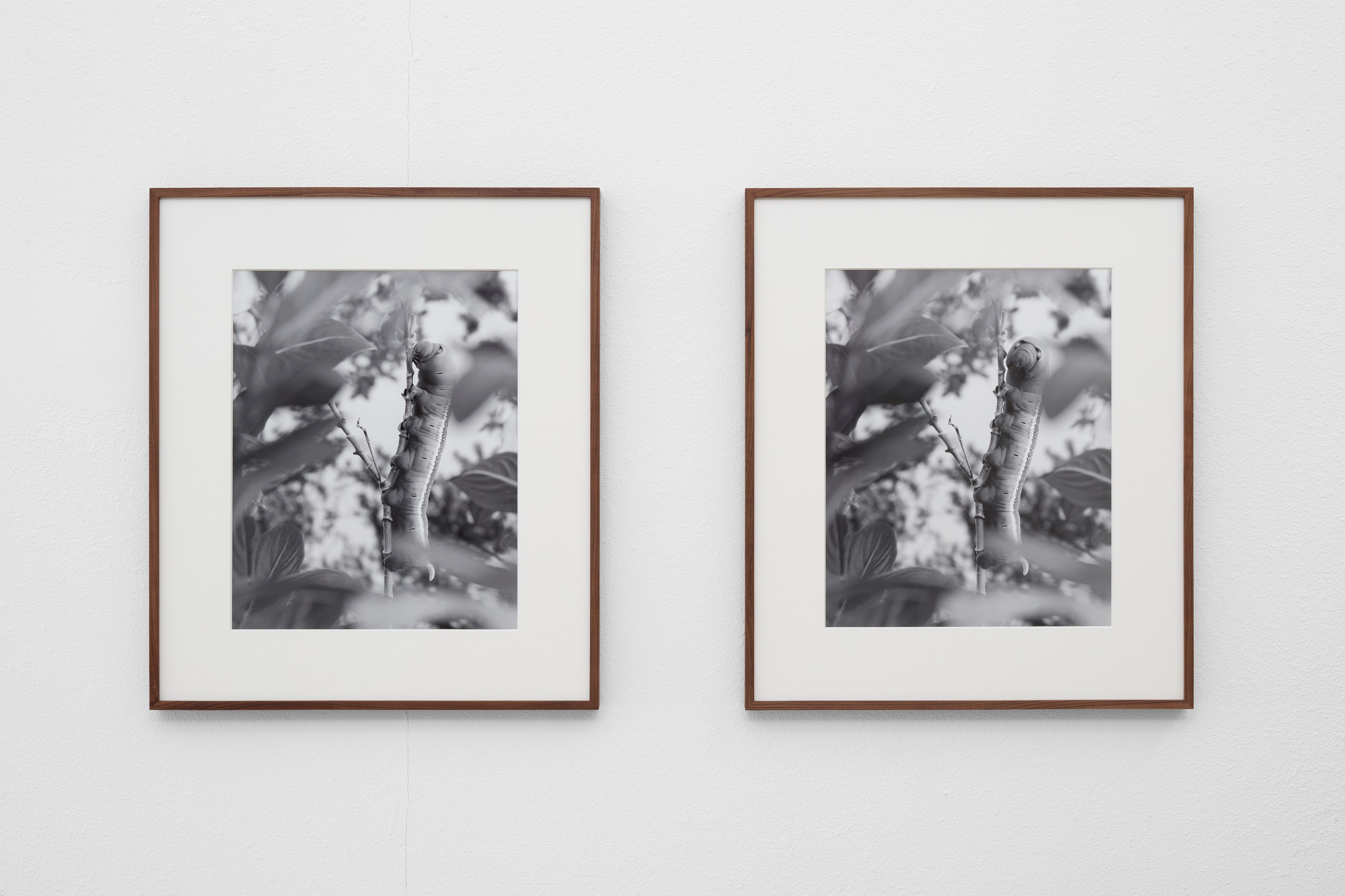 Atavism for the Future, Atavism for the Future at Ehrlich Steinberg, photo 10