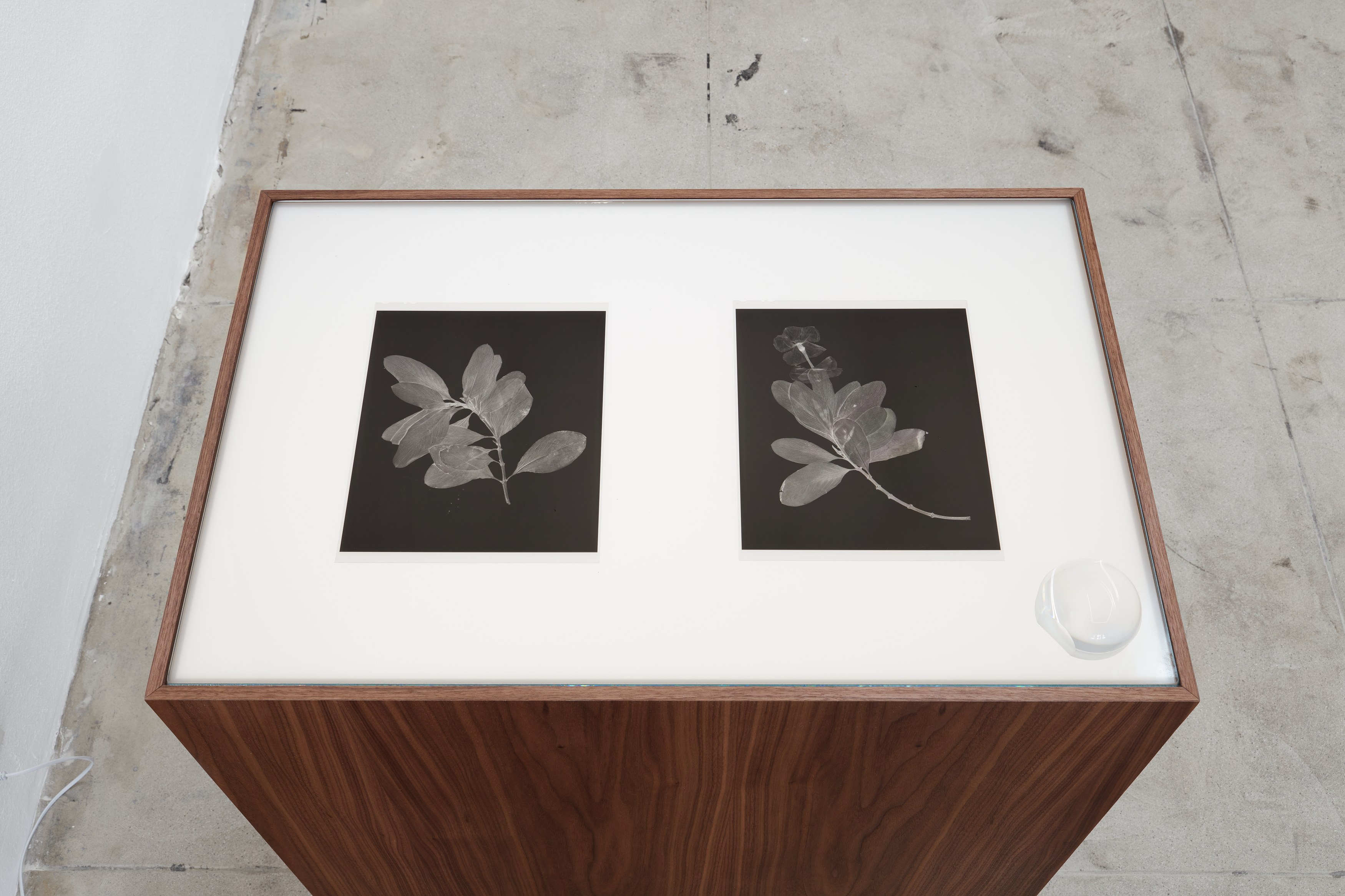 Atavism for the Future, Atavism for the Future at Ehrlich Steinberg, photo 14