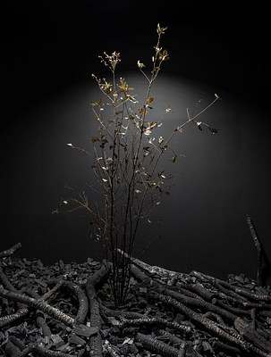 Image 8 of 14