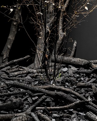 Image 9 of 14