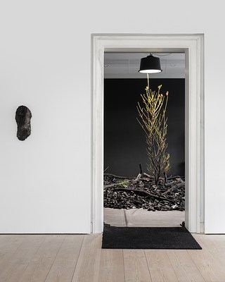 Image 5 of 14
