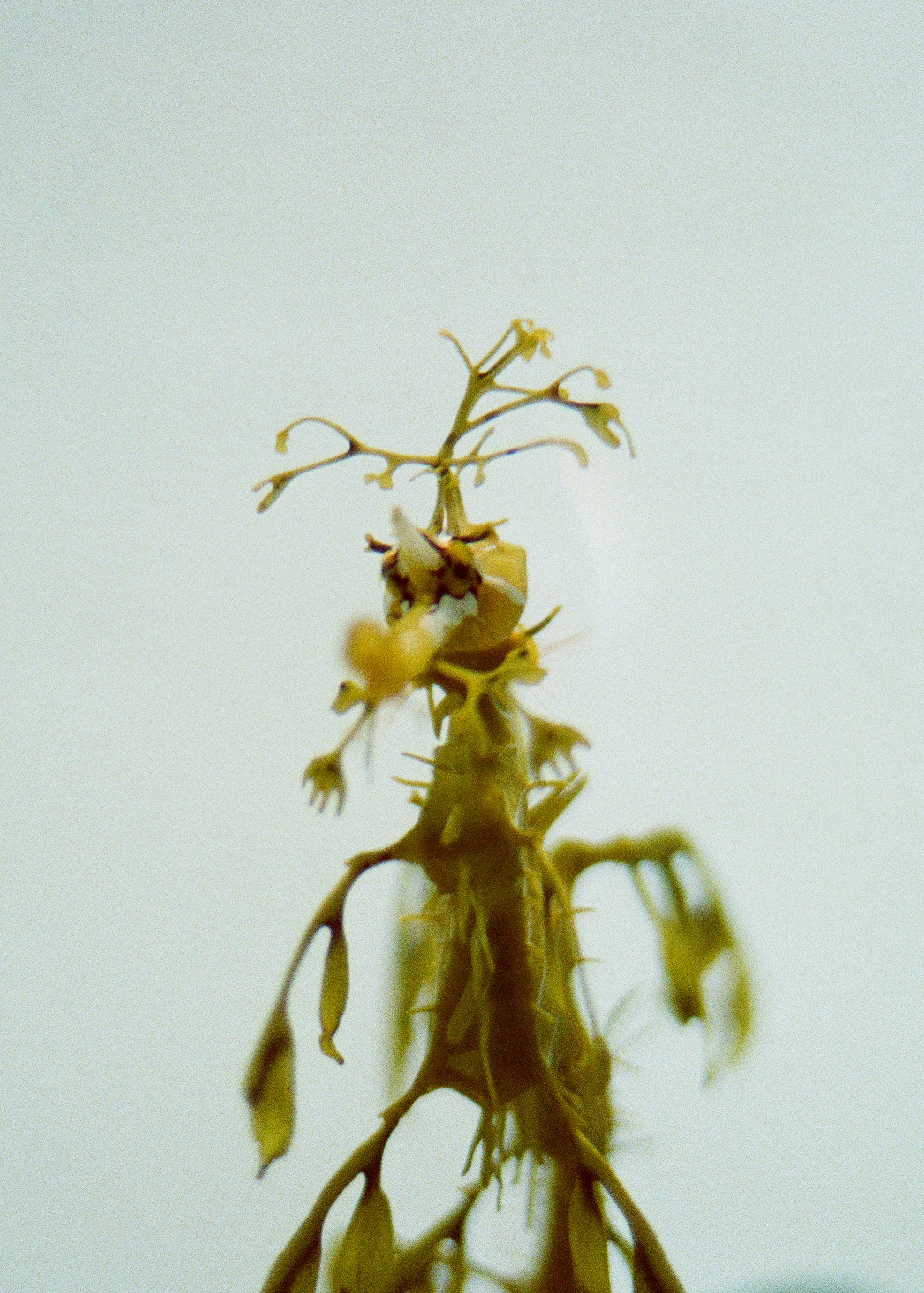 Shimabuku, Sea and Flowers at Wien Lukatsch, photo 10