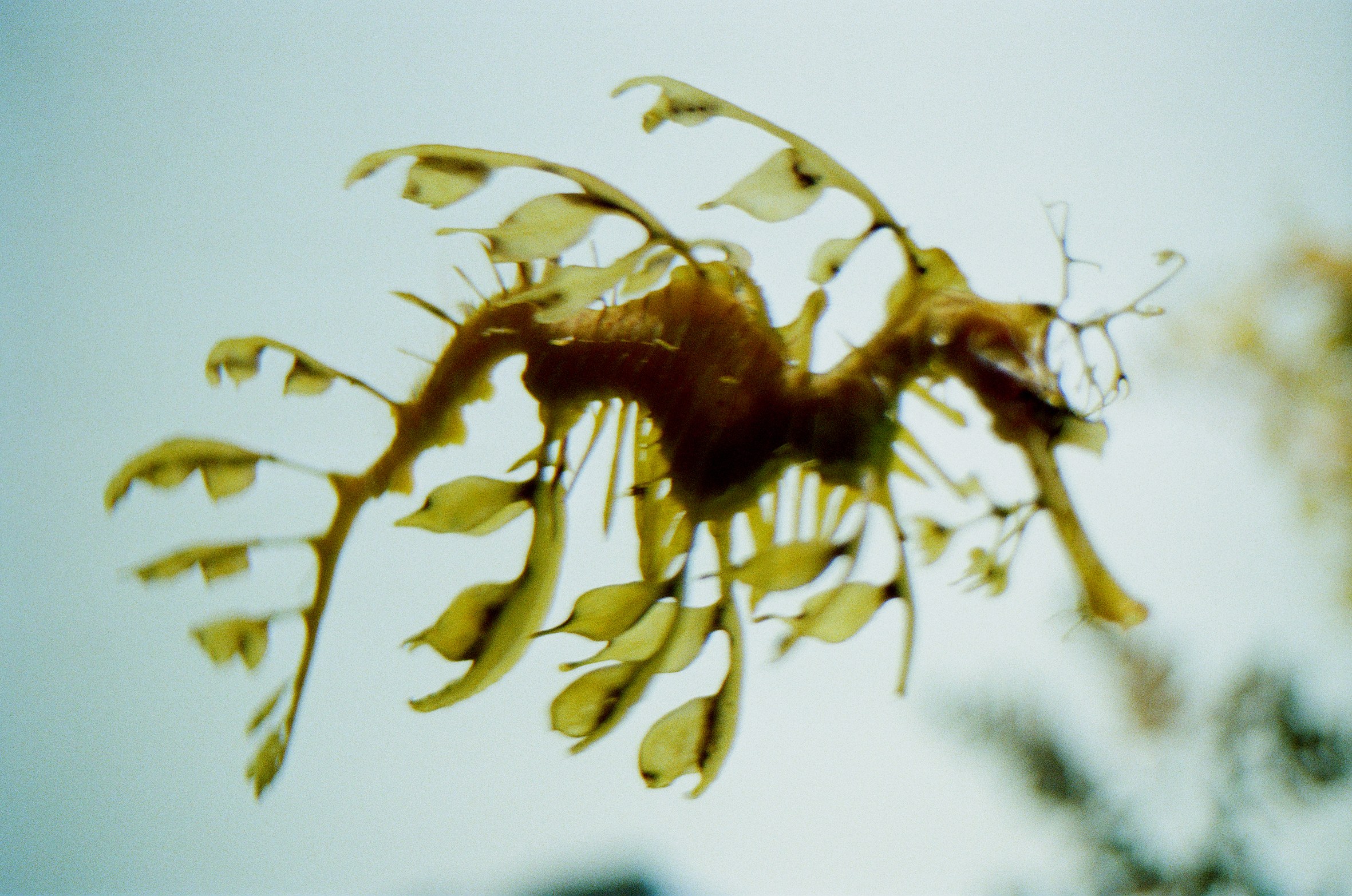 Shimabuku, Sea and Flowers at Wien Lukatsch, photo 9