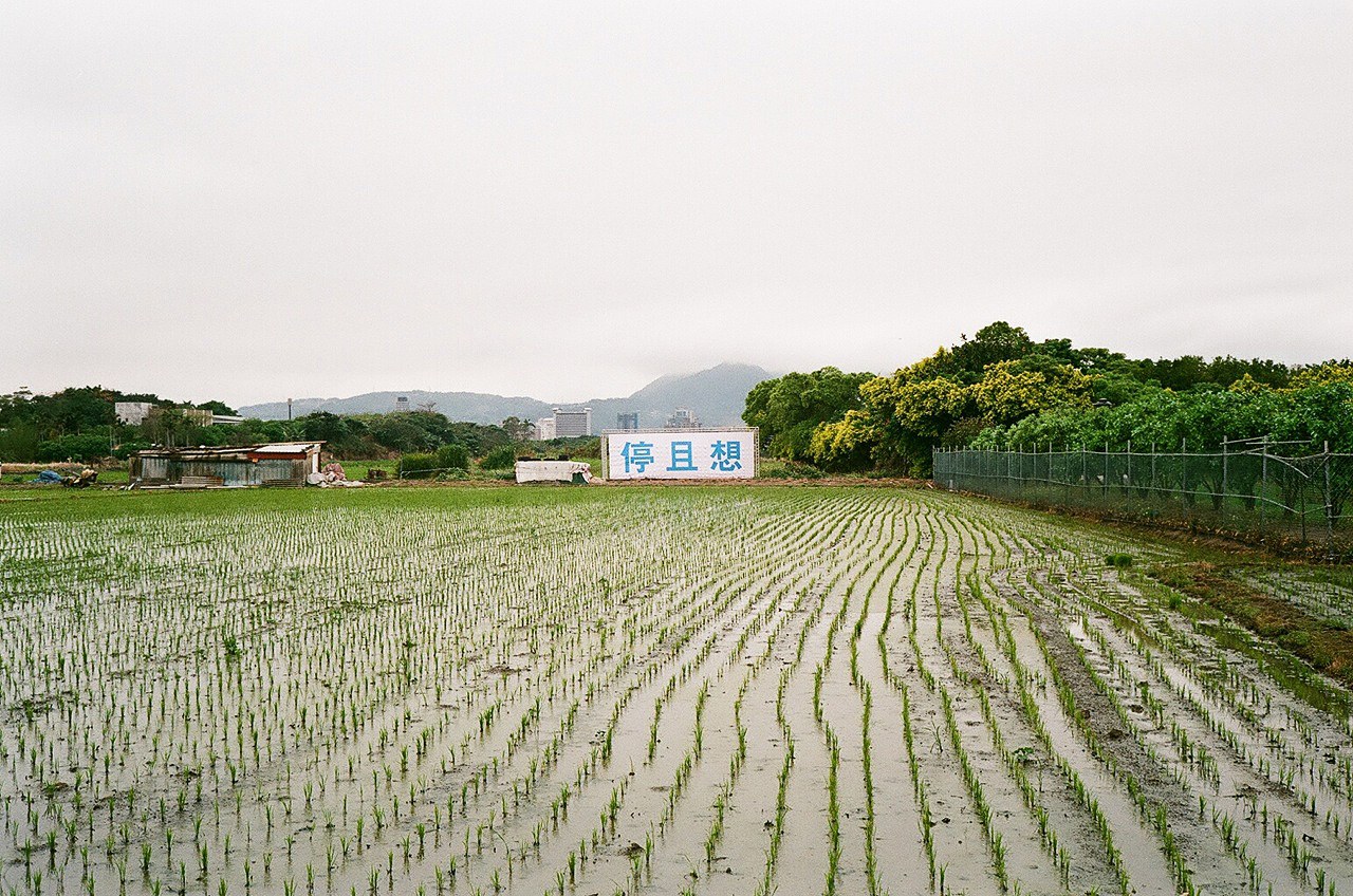 Shimabuku, image 17 of 18