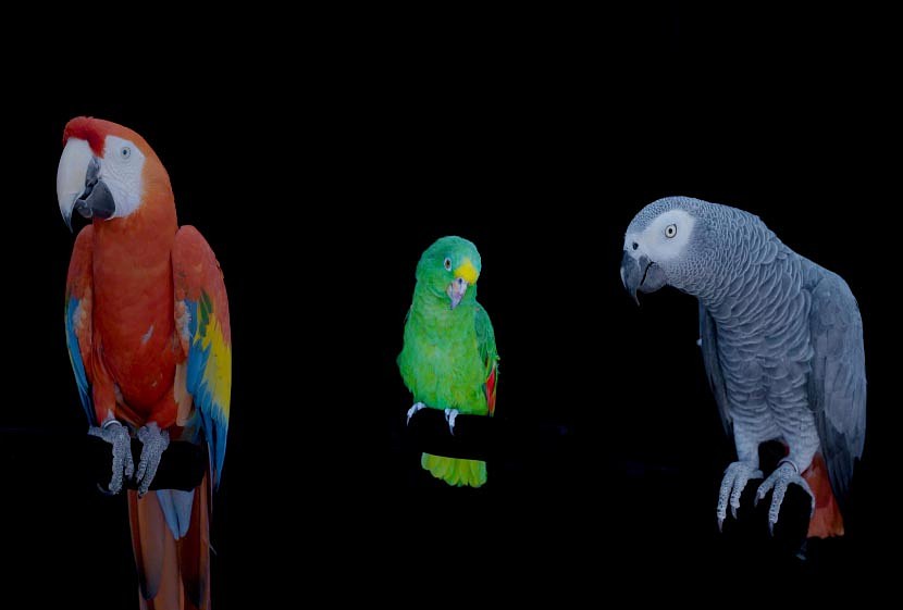 Diana Thater, The Conversation at La Cuisine, photo 7